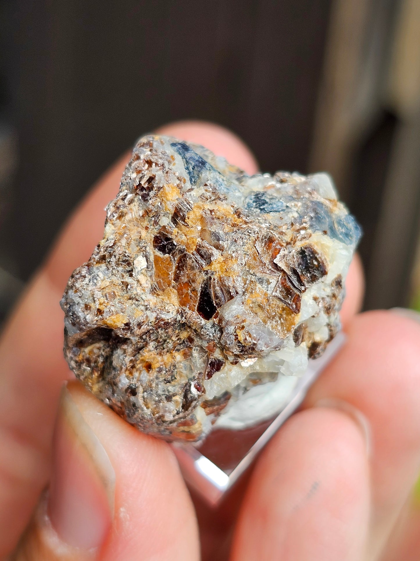 Sapphirine de Madagascar A