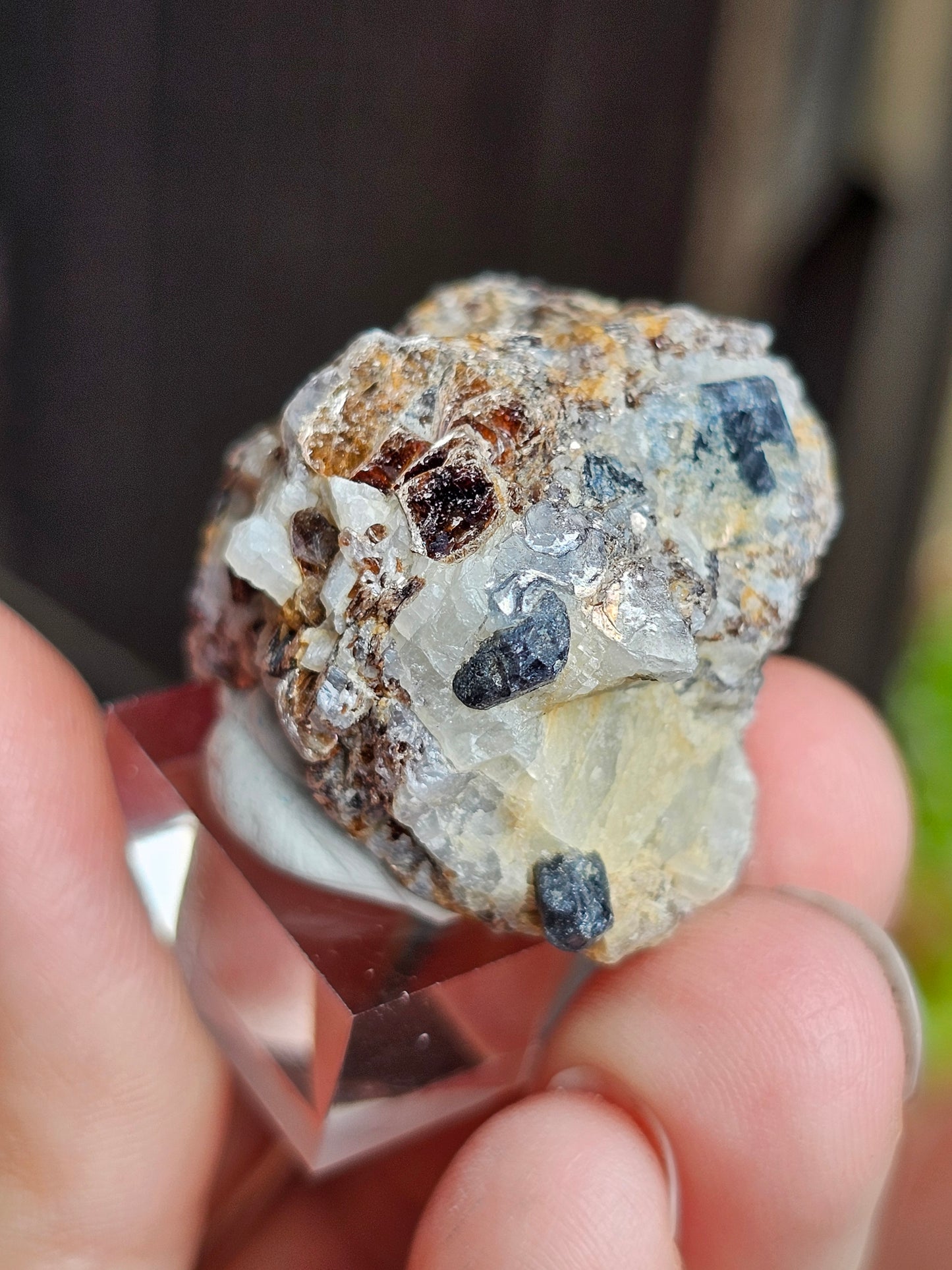 Sapphirine de Madagascar A