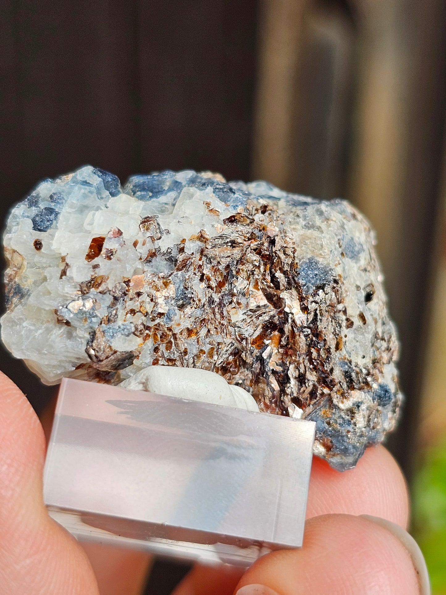 Sapphirine de Madagascar B