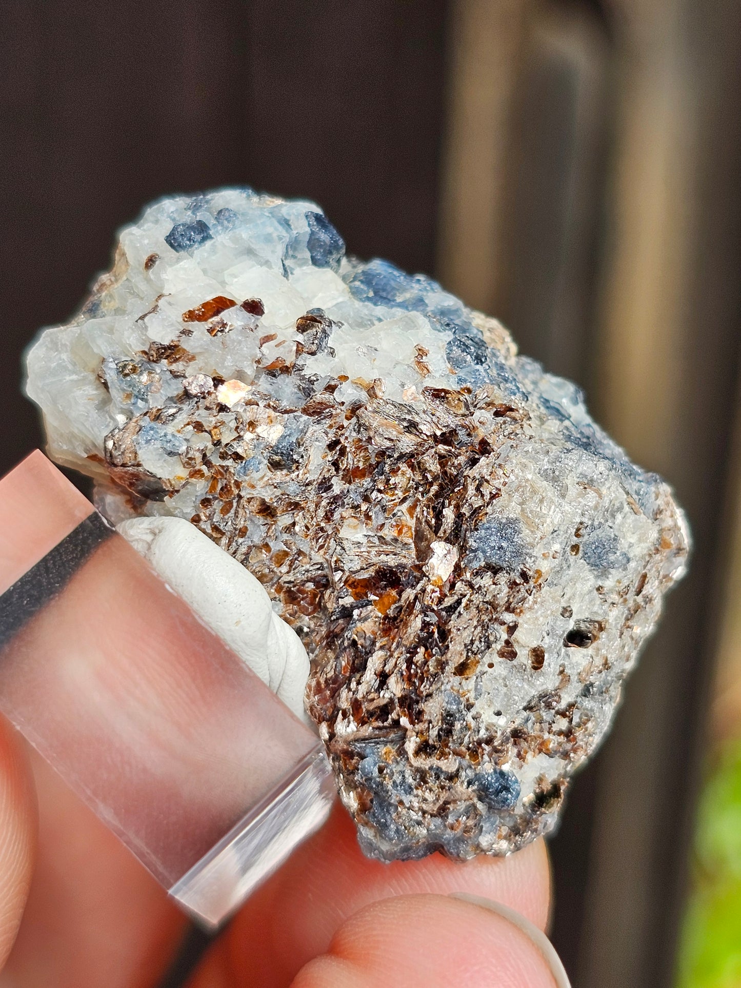 Sapphirine de Madagascar B