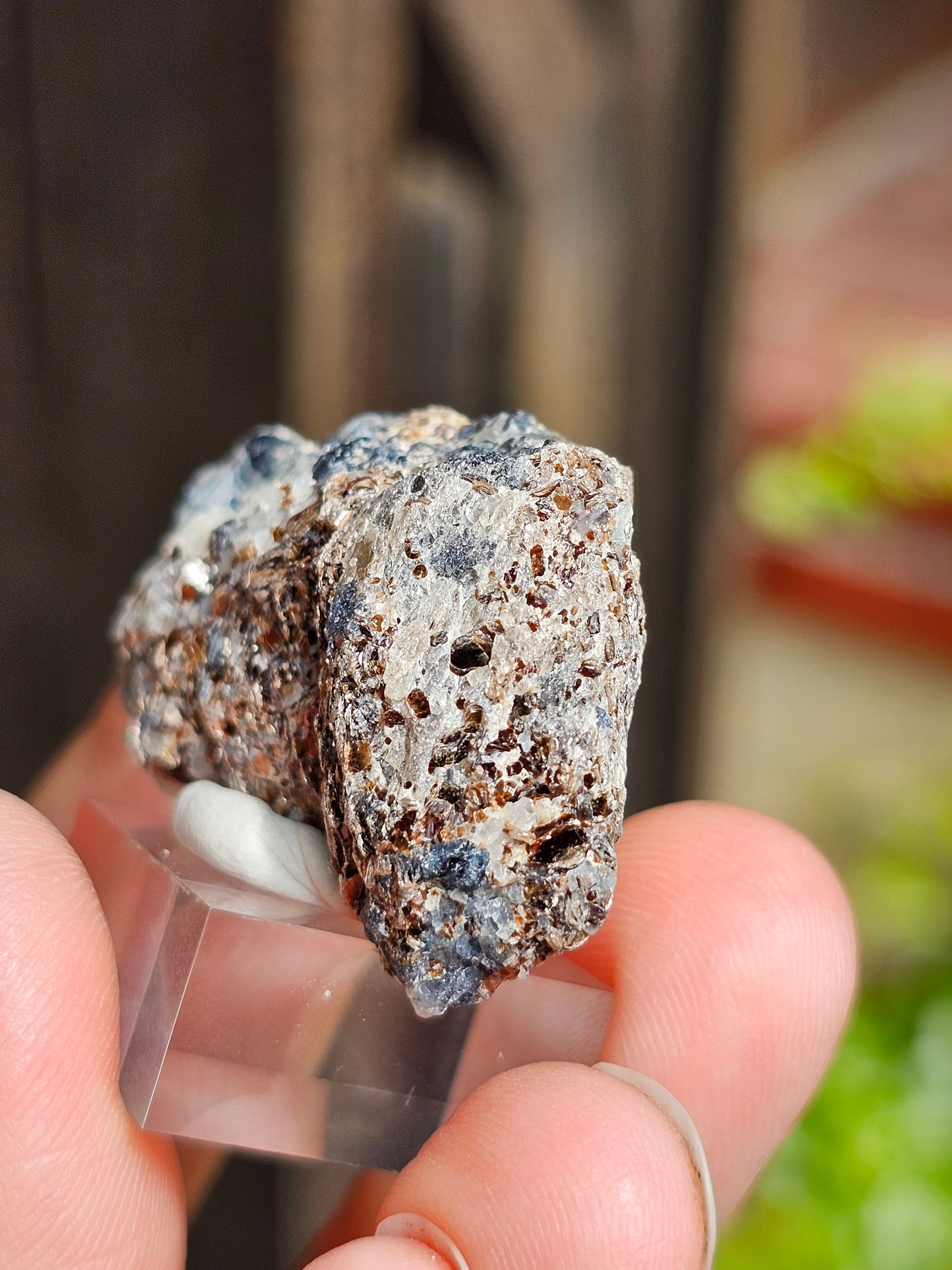 Sapphirine de Madagascar B