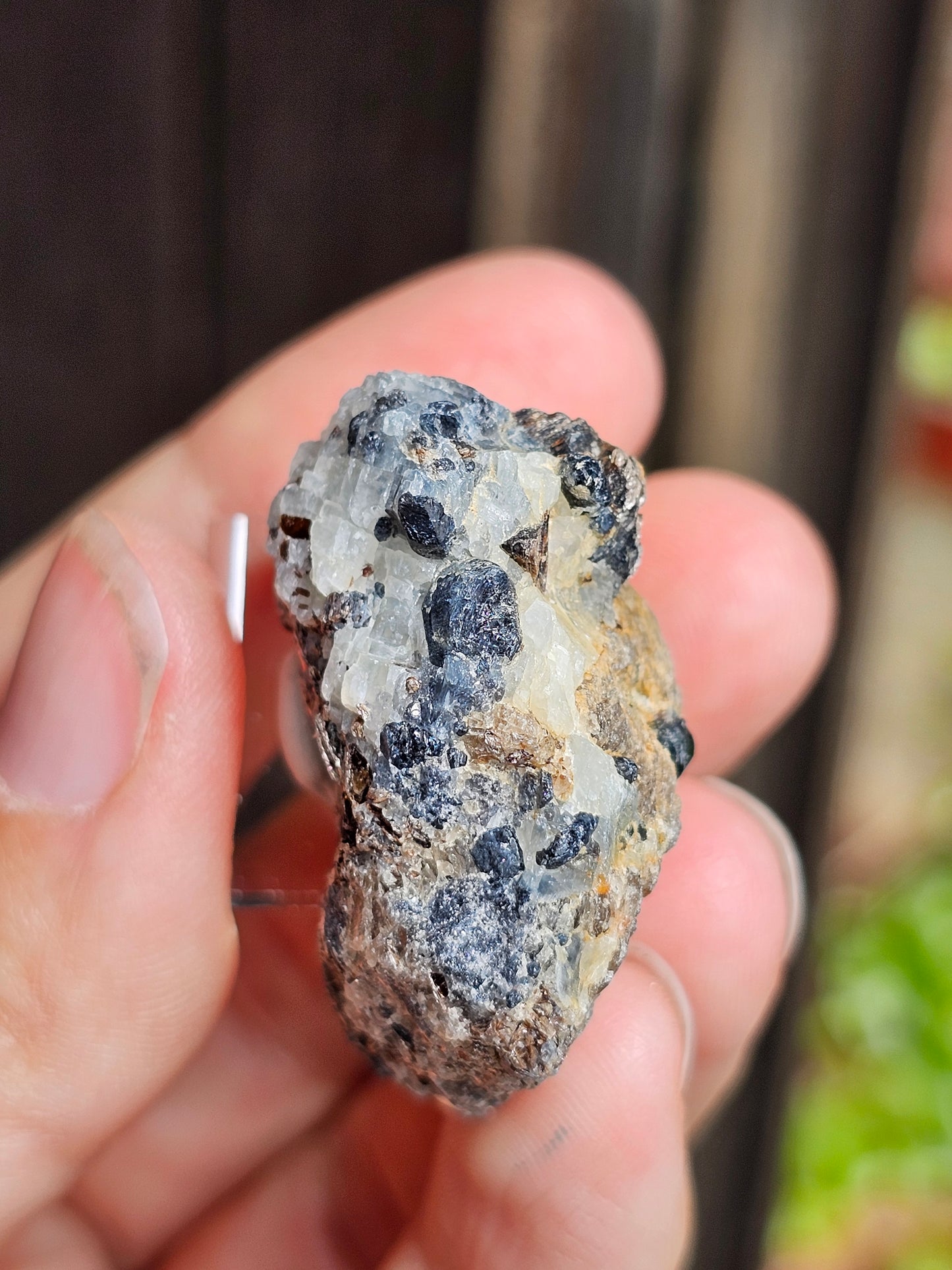 Sapphirine de Madagascar B