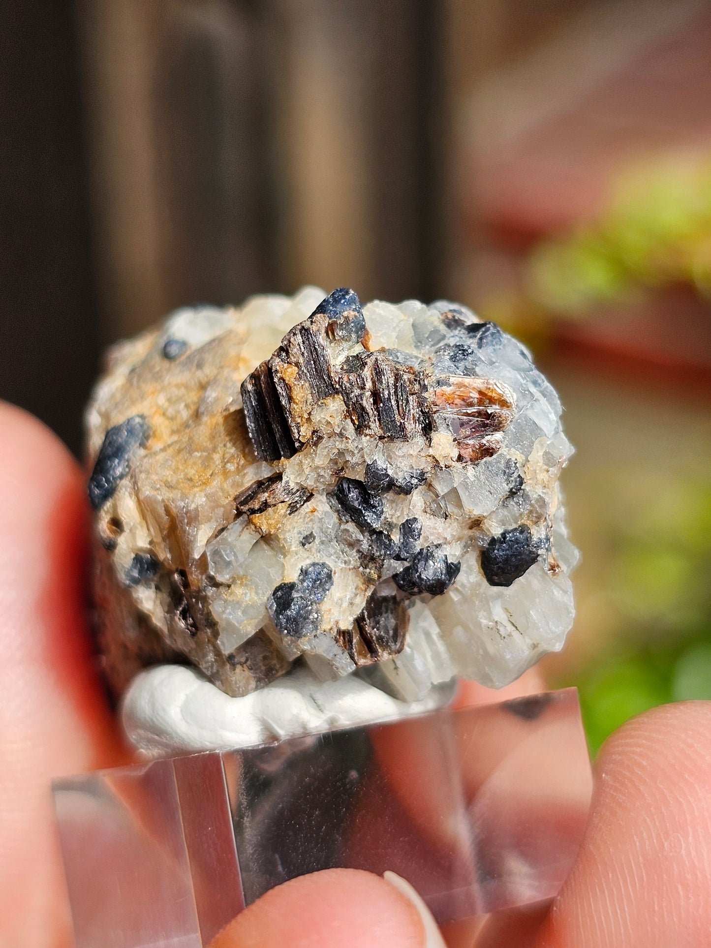 Sapphirine de Madagascar B