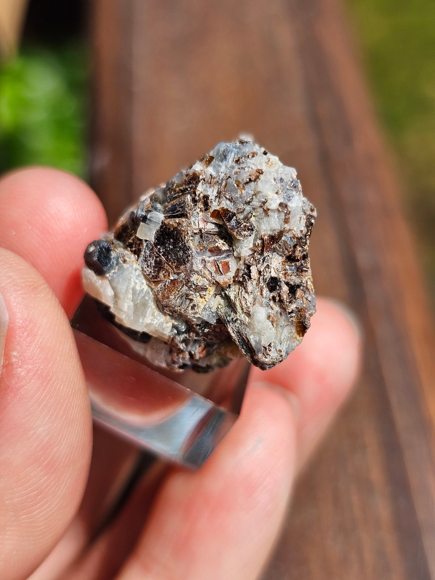 Sapphirine de Madagascar D