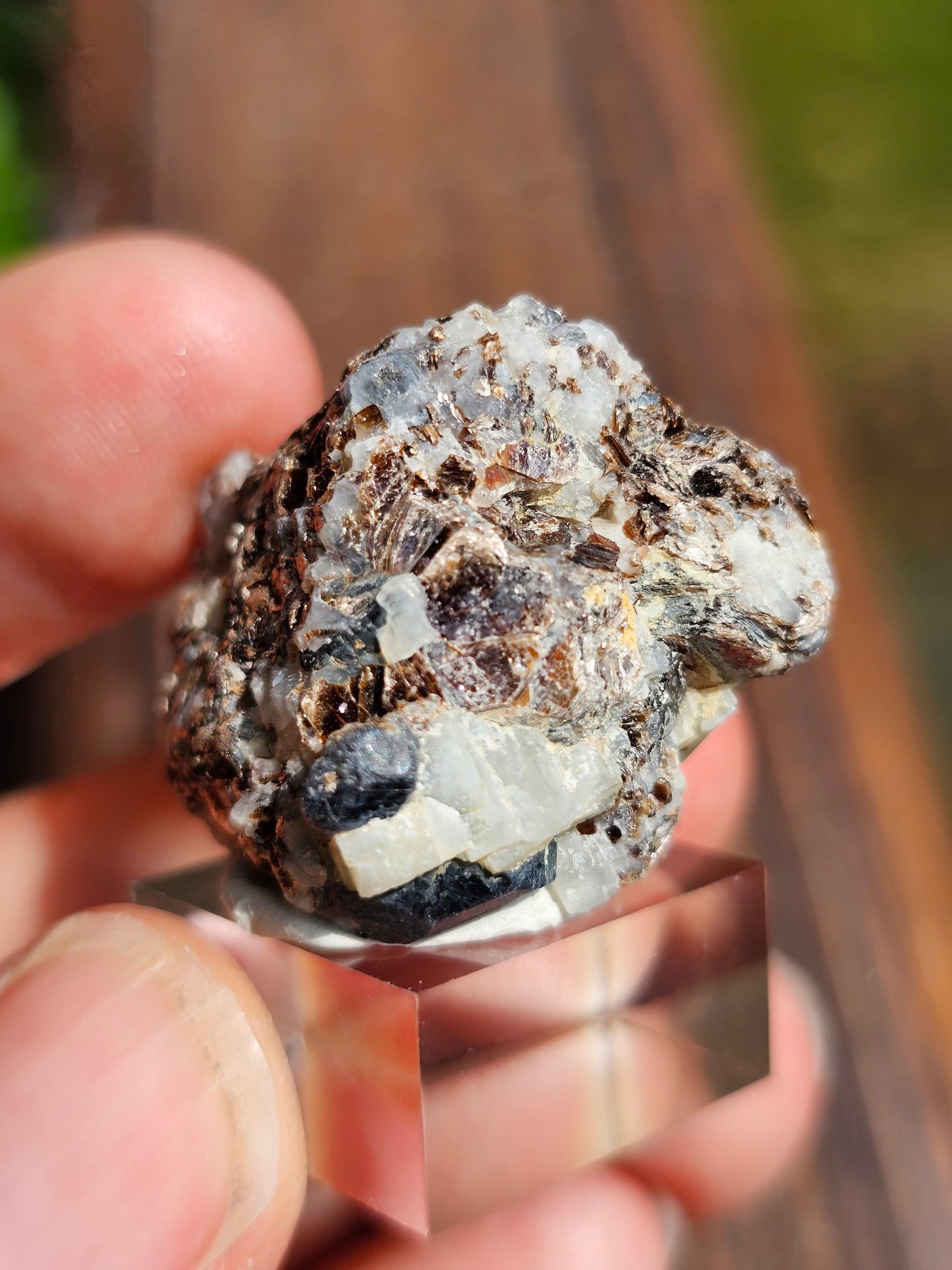 Sapphirine de Madagascar D