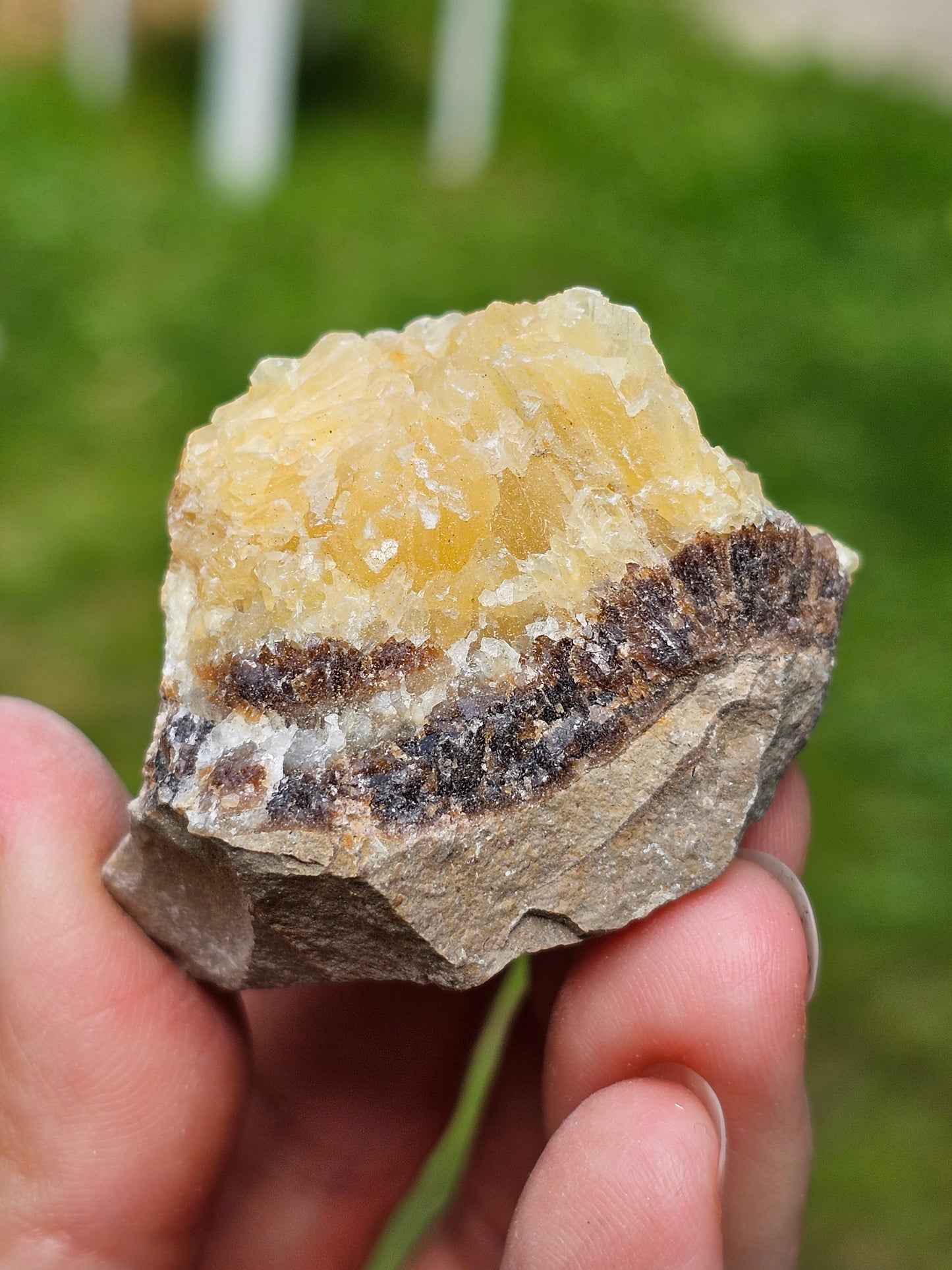 Septaria brute (à choisir)