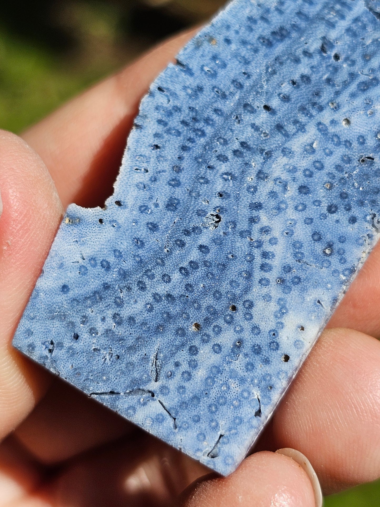 Corail bleu d'Indonésie J
