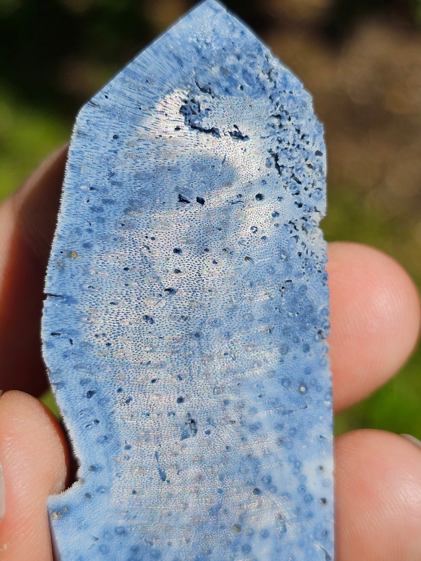 Corail bleu d'Indonésie J