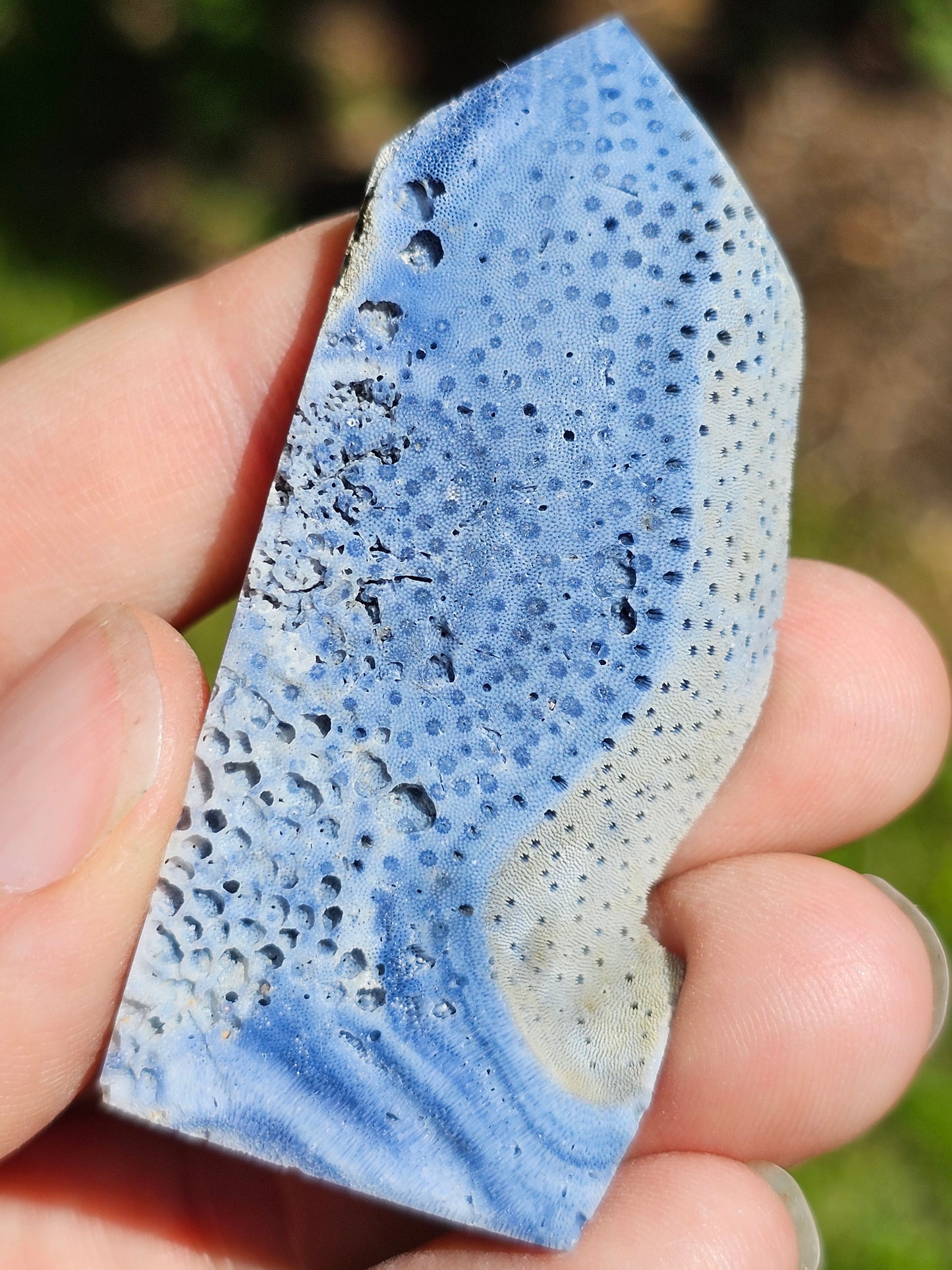 Corail bleu d'Indonésie J