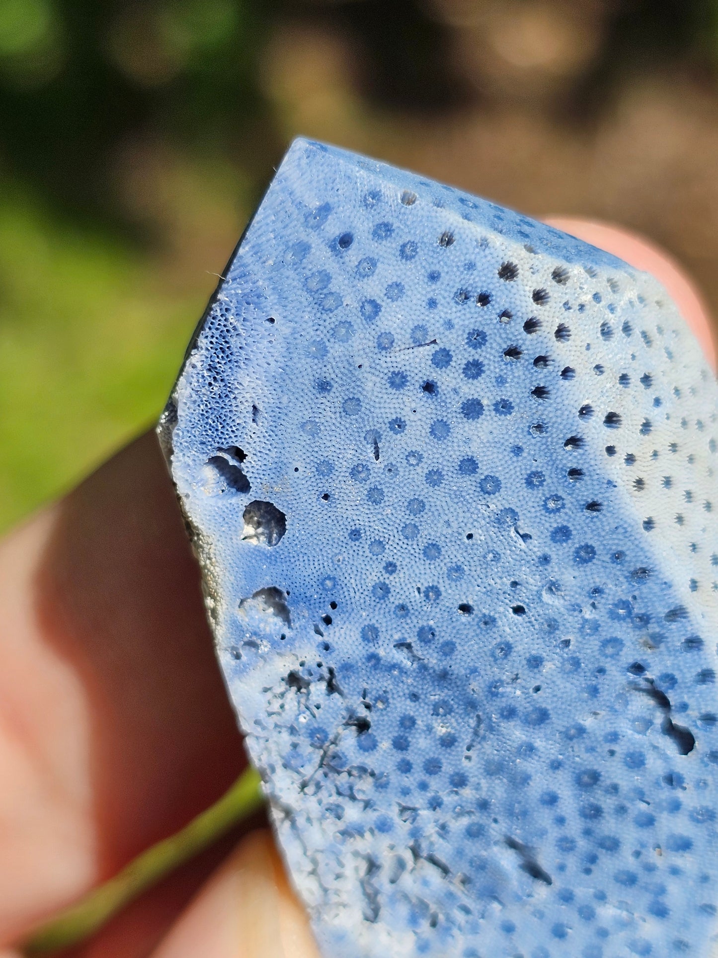 Corail bleu d'Indonésie J