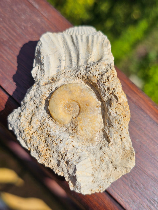 Ammonite française A