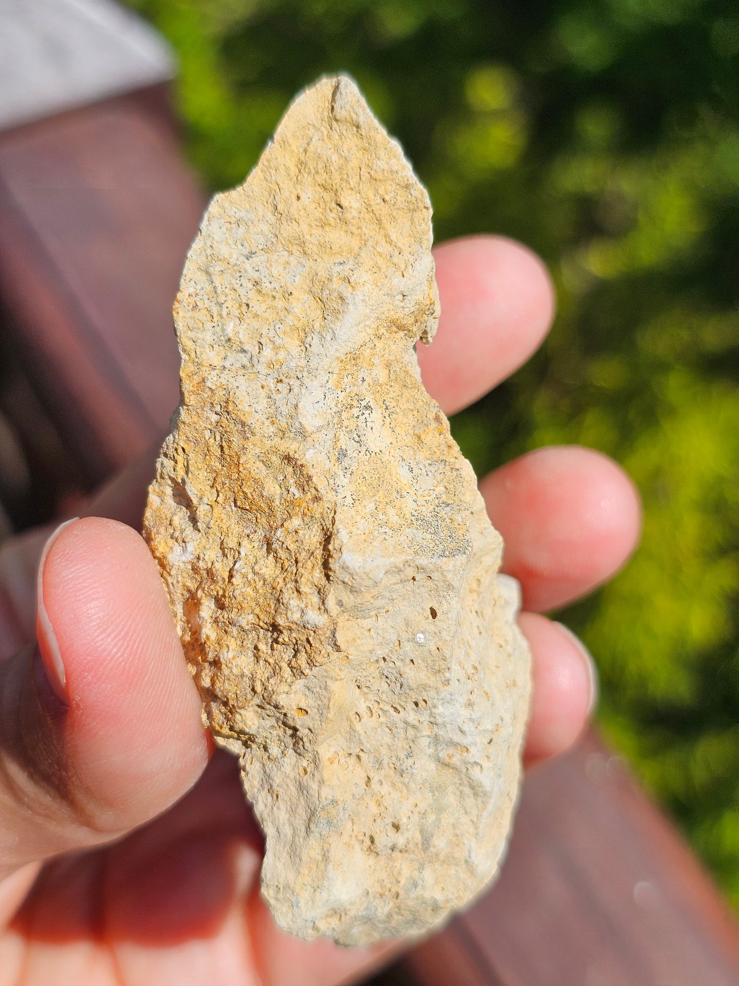 Ammonite française A