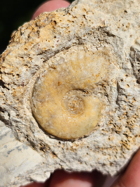 Ammonite française A