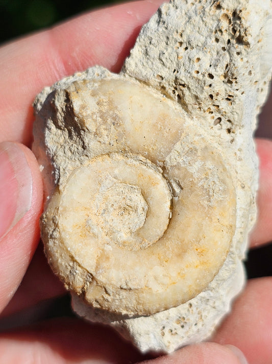 Ammonite française B