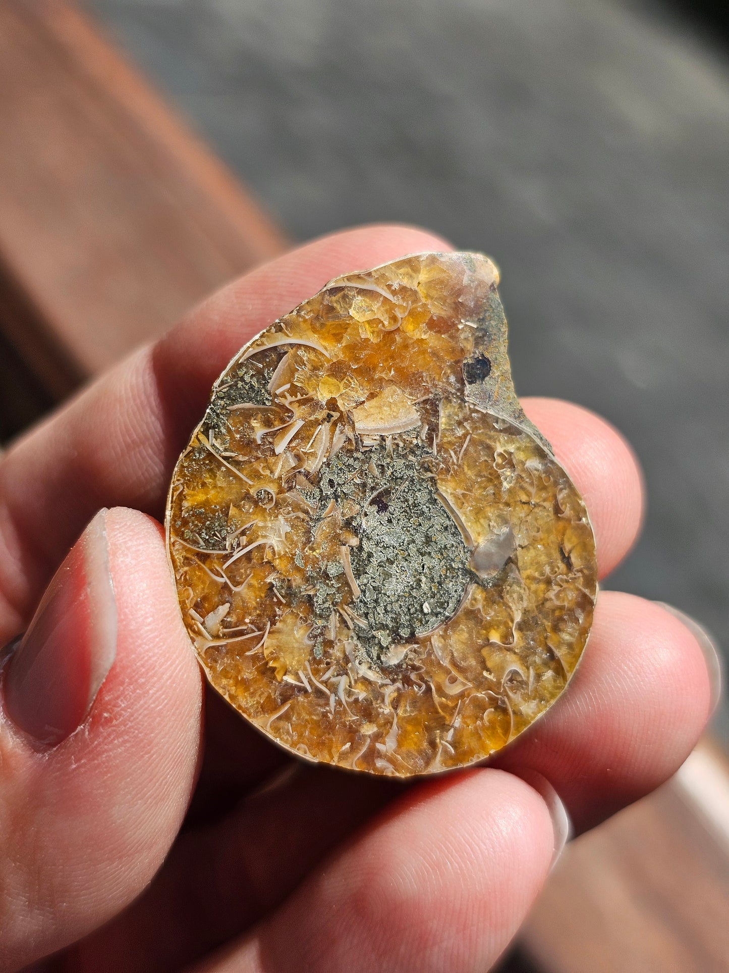 Ammonite de Madagascar (à choisir)