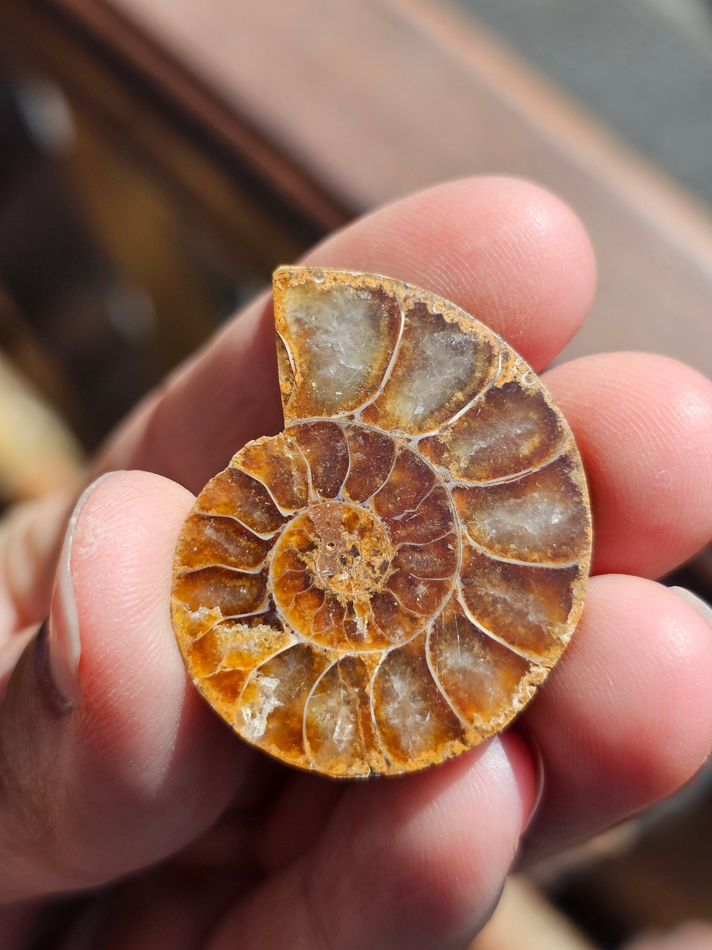 Ammonite de Madagascar (à choisir)