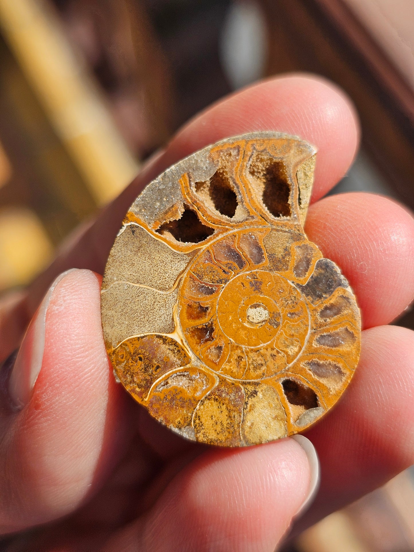 Ammonite de Madagascar (à choisir)