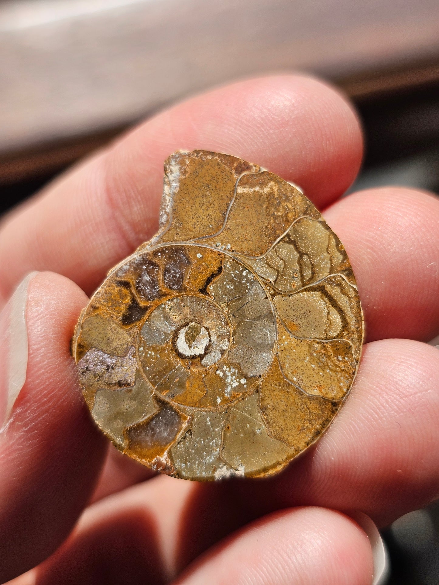 Ammonite de Madagascar (à choisir)