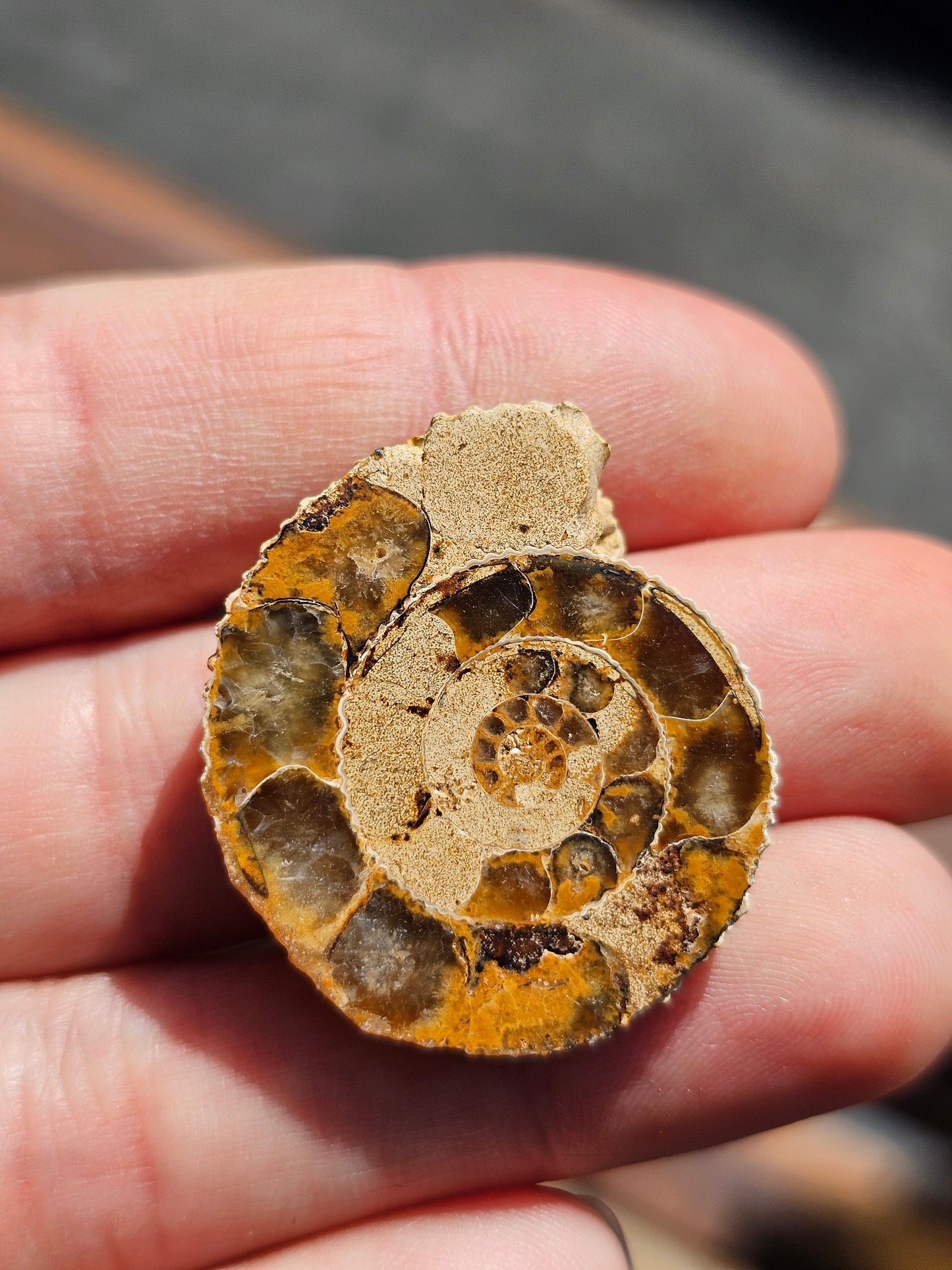 Ammonite de Madagascar (à choisir)