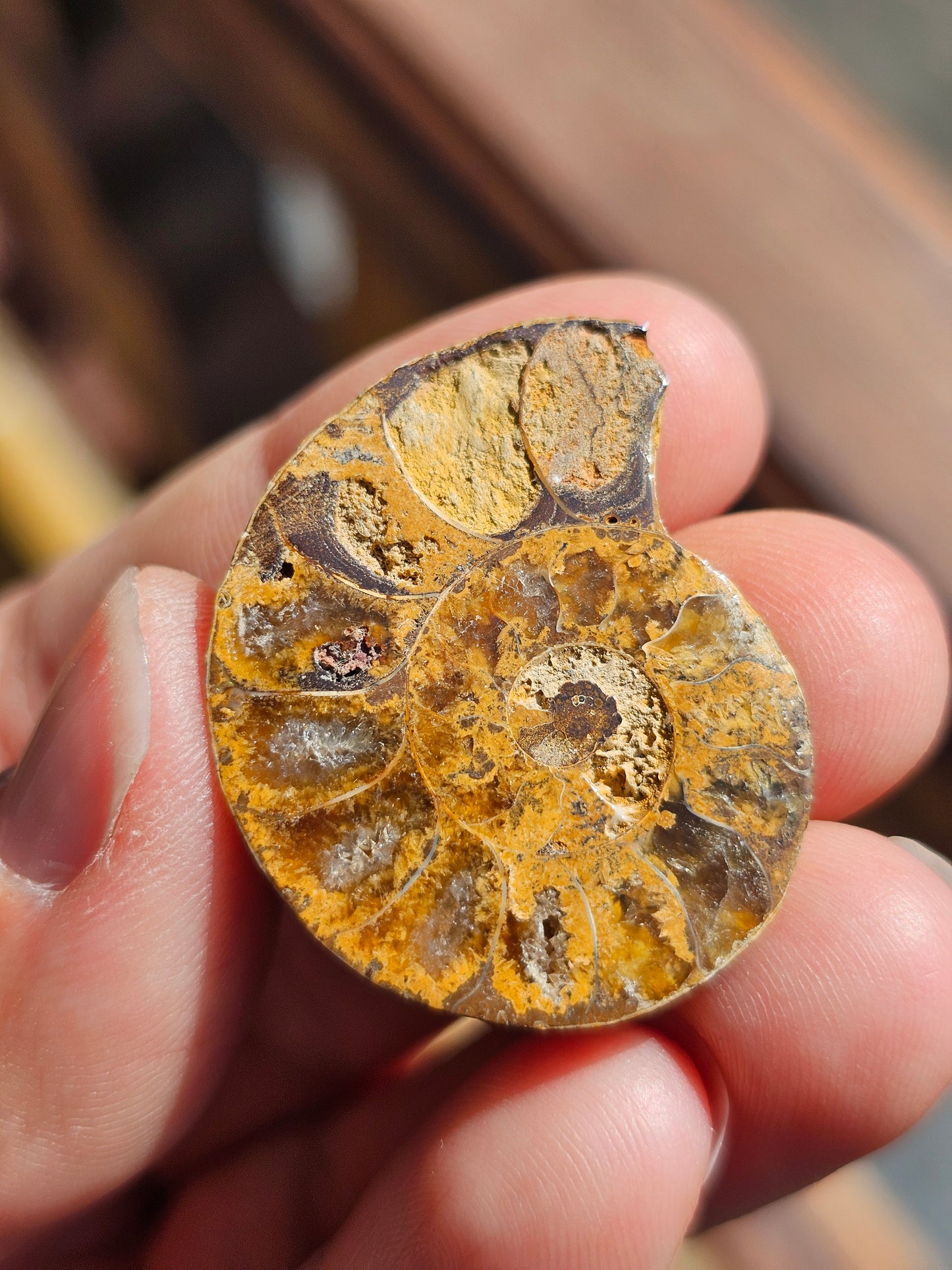 Ammonite de Madagascar (à choisir)