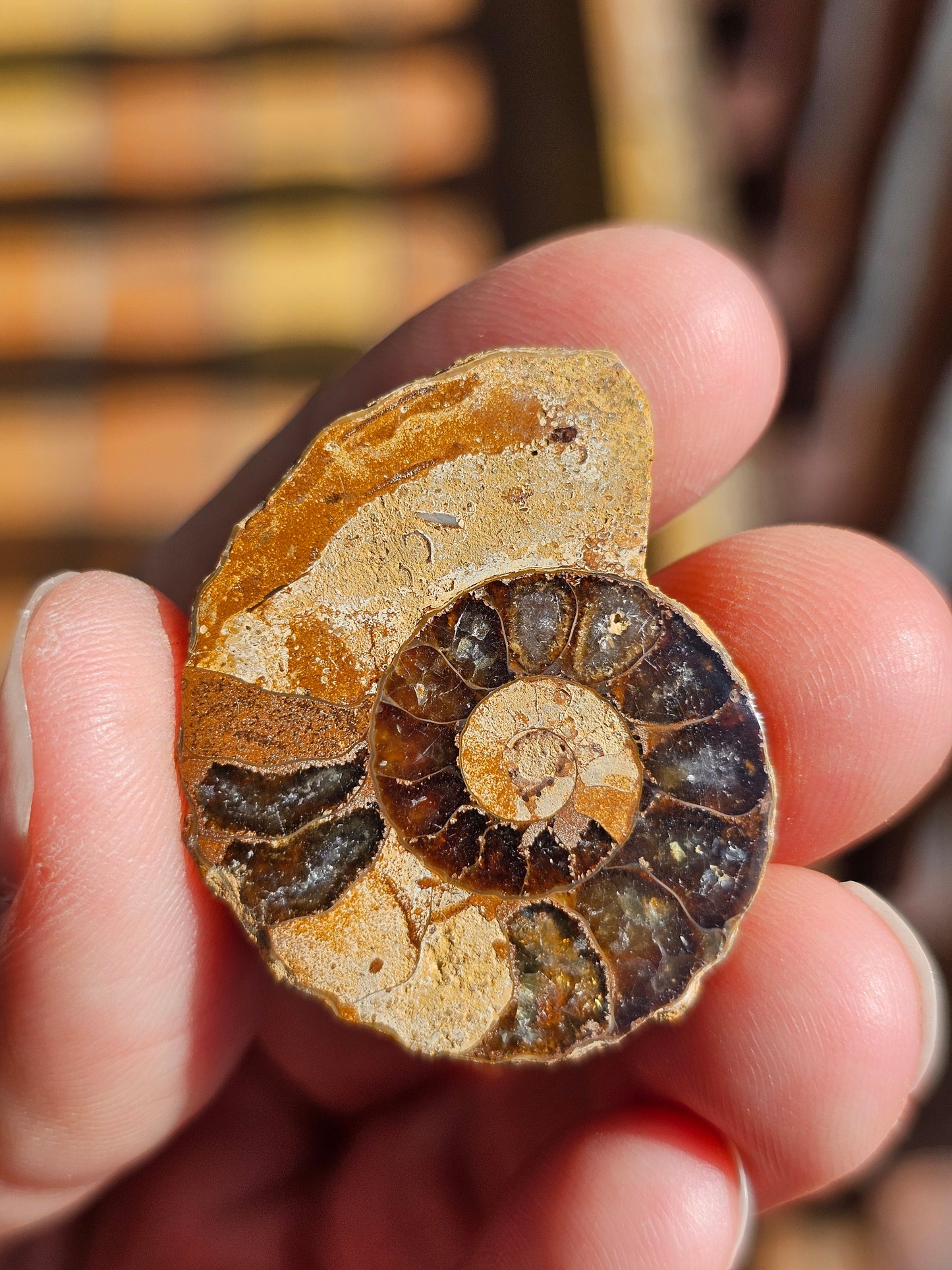 Ammonite de Madagascar (à choisir)