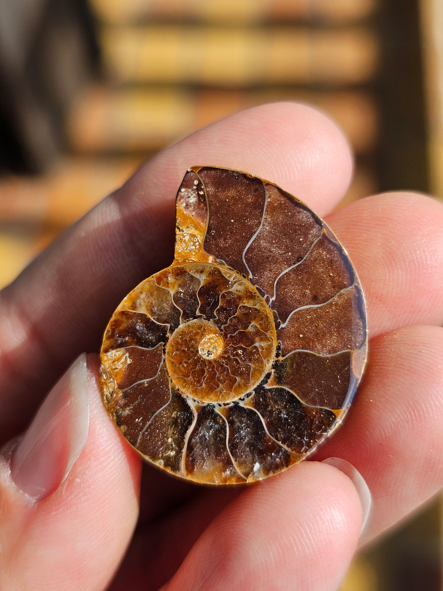 Ammonite de Madagascar (à choisir)