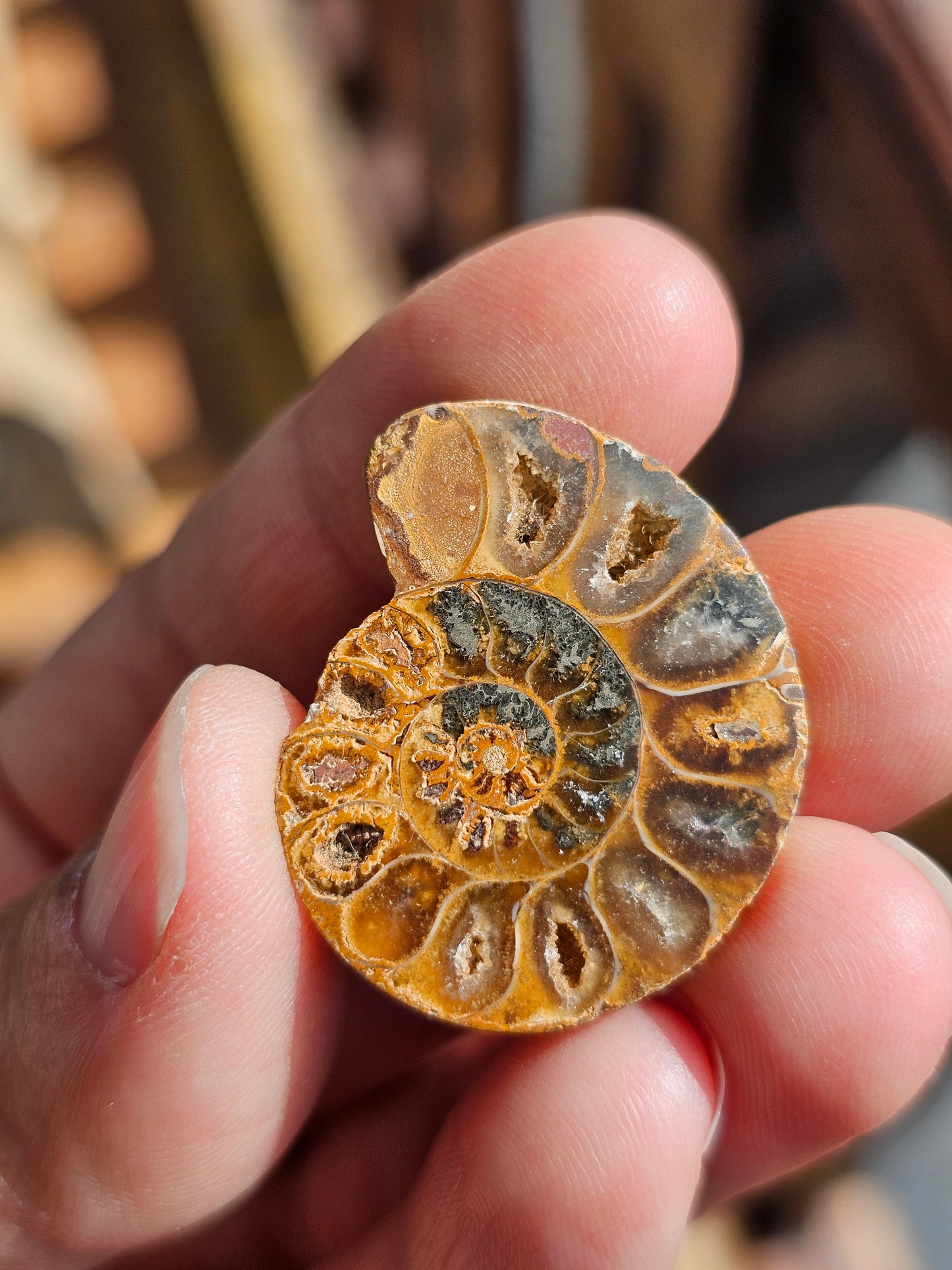 Ammonite de Madagascar (à choisir)