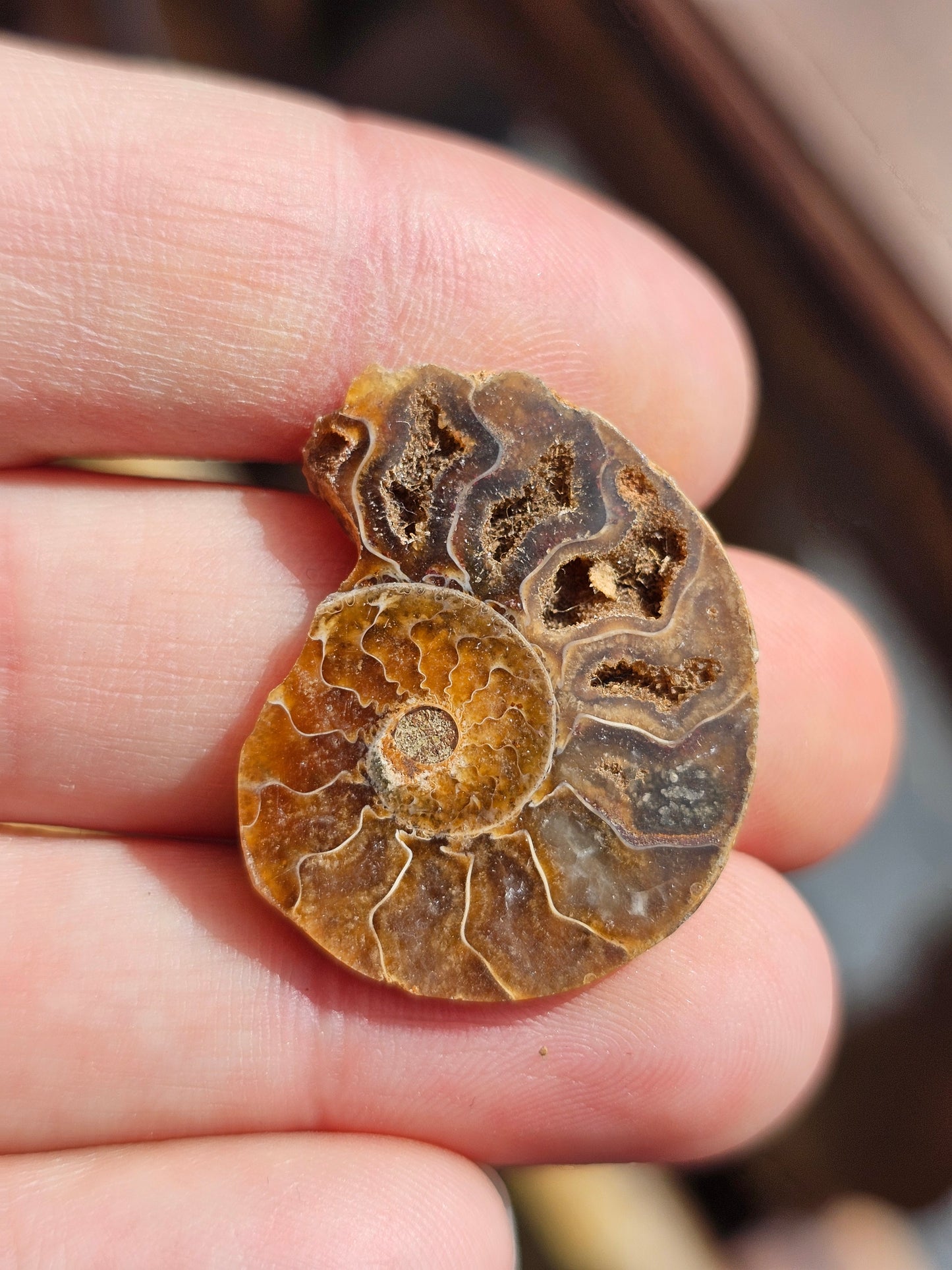 Ammonite de Madagascar (à choisir)