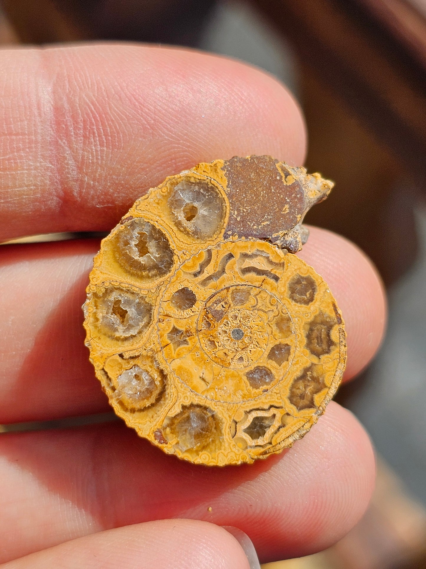 Ammonite de Madagascar (à choisir)