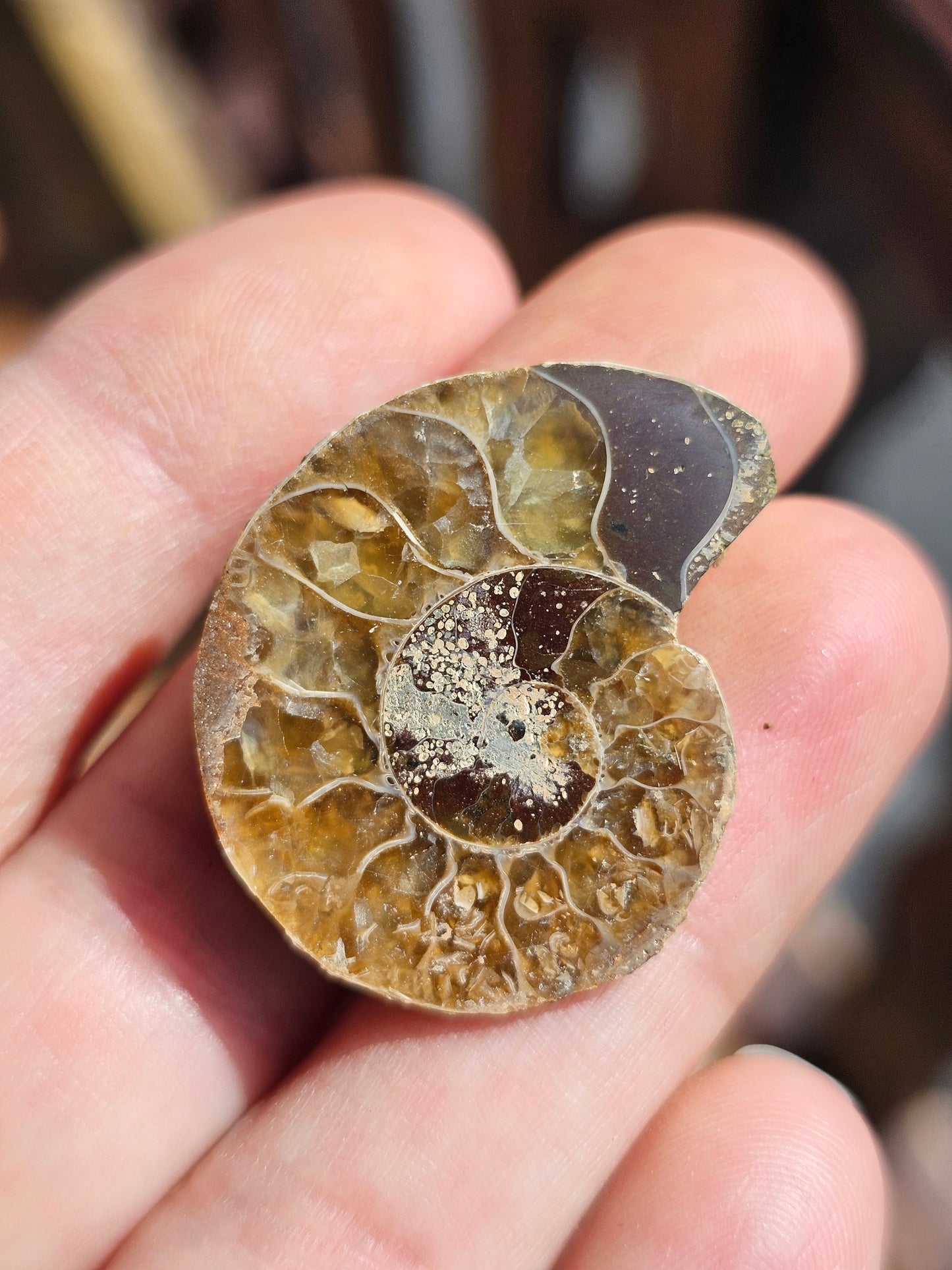 Ammonite de Madagascar (à choisir)