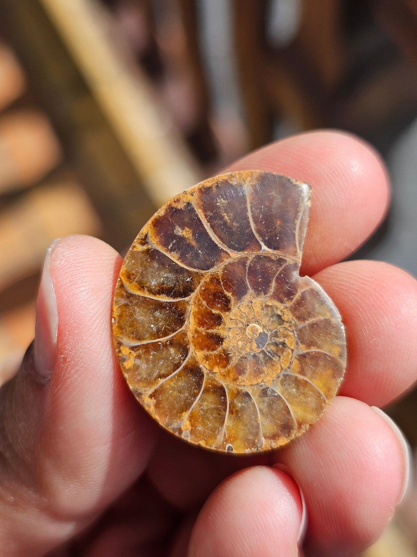 Ammonite de Madagascar (à choisir)
