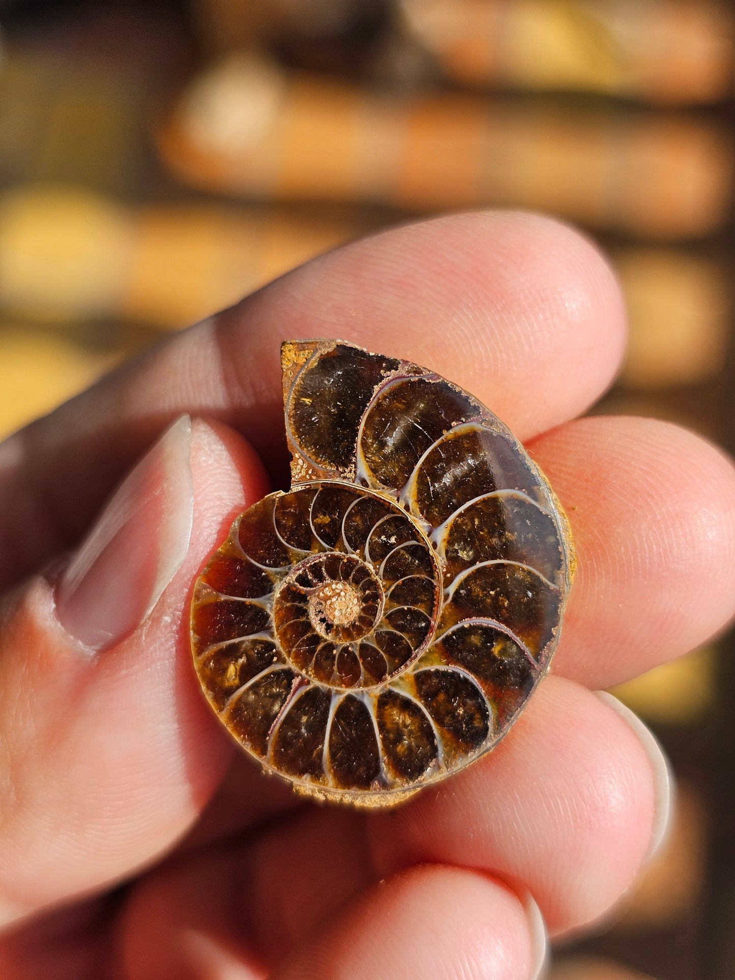 Ammonite de Madagascar (à choisir)