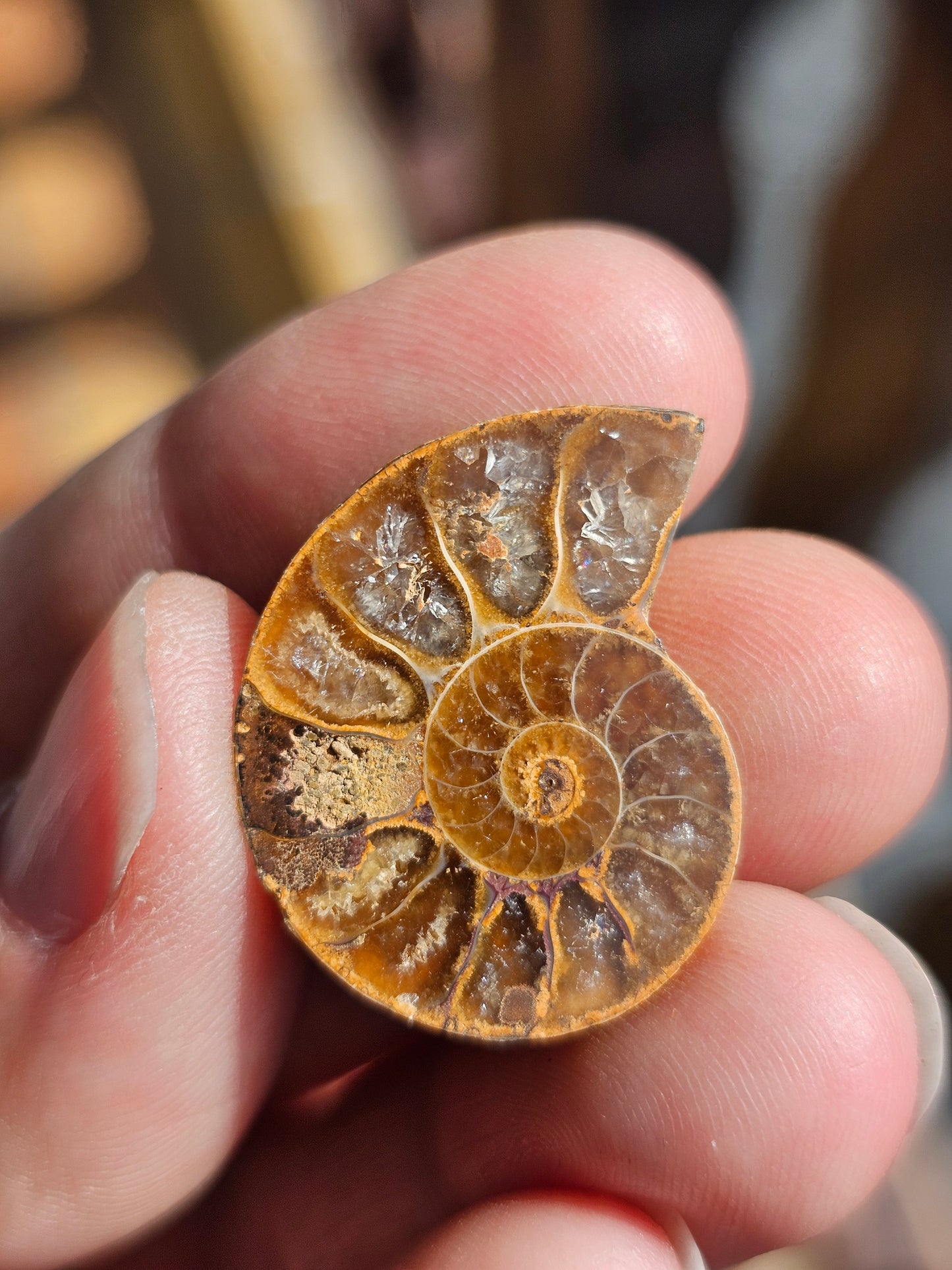 Ammonite de Madagascar (à choisir)