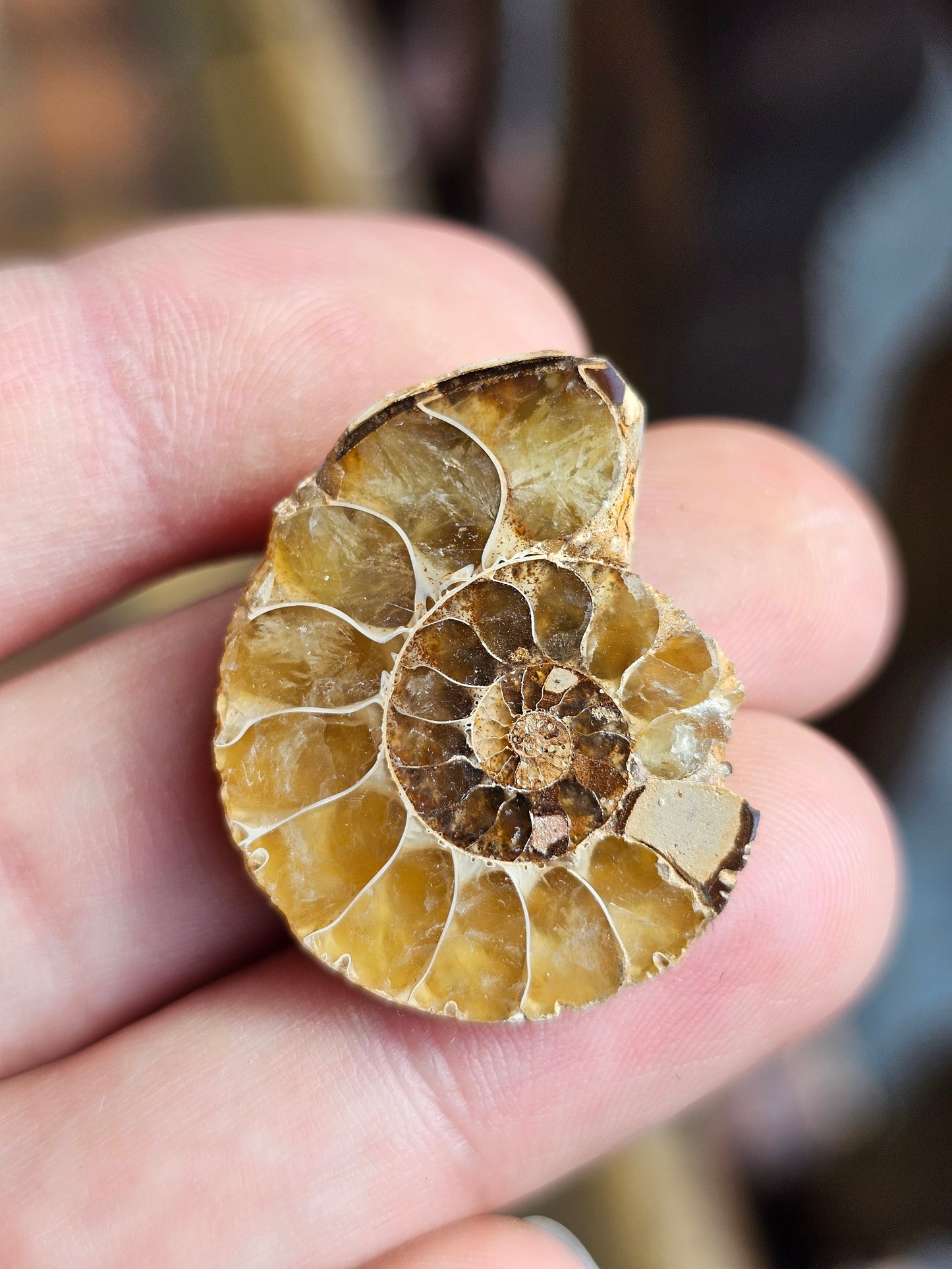 Ammonite de Madagascar (à choisir)