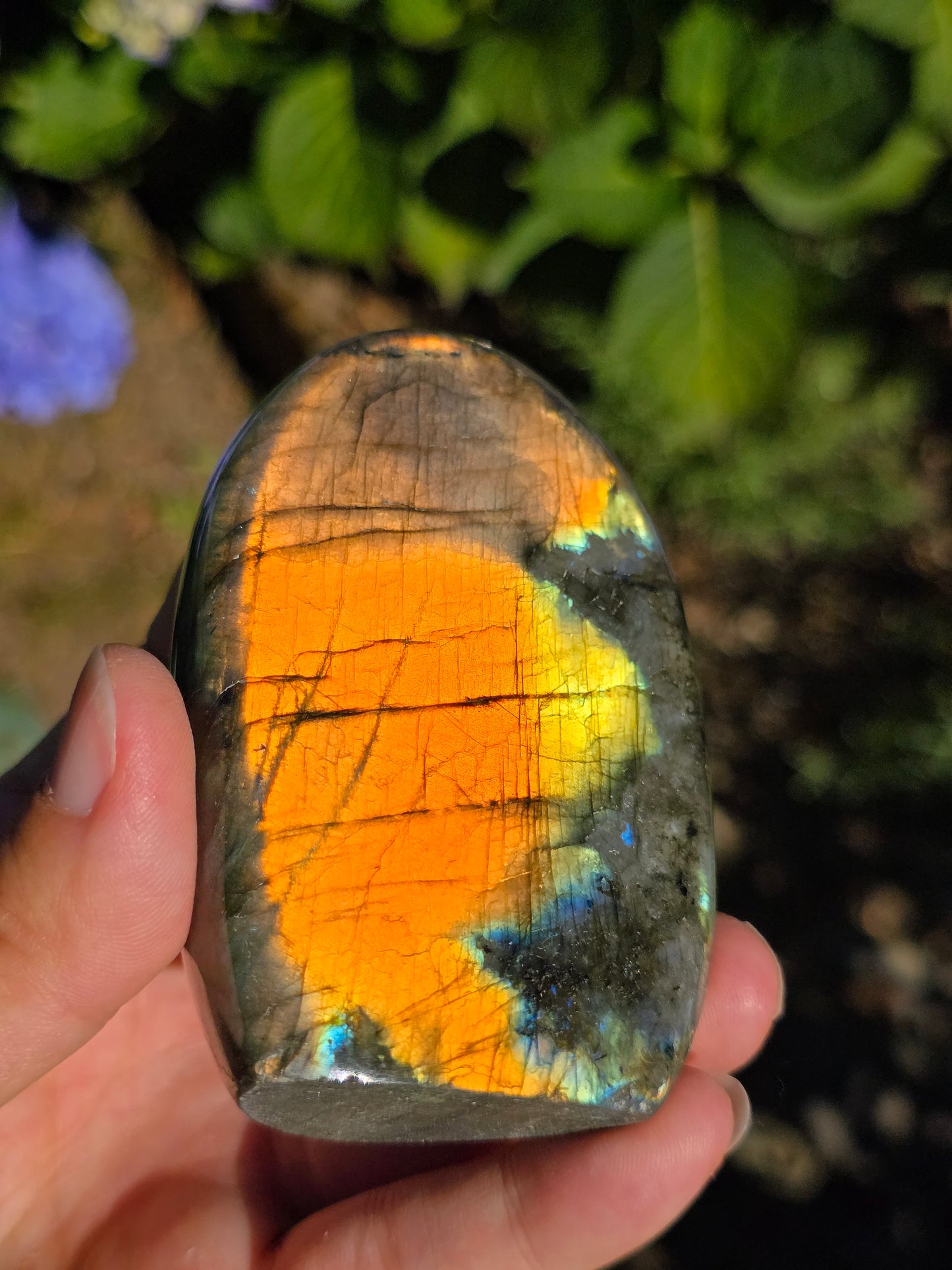 Forme libre Labradorite G