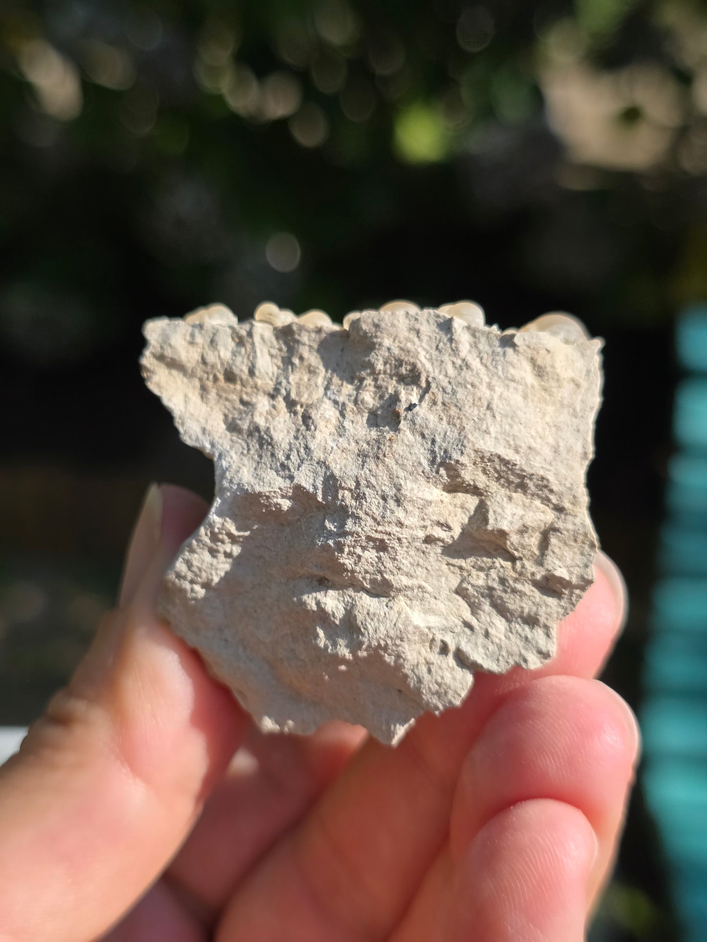 Calcédoine botryoïdale du Poitou n°18