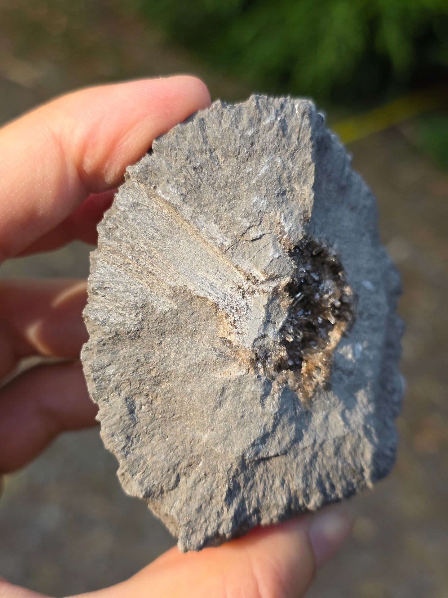 Septaria de la Drôme n°3