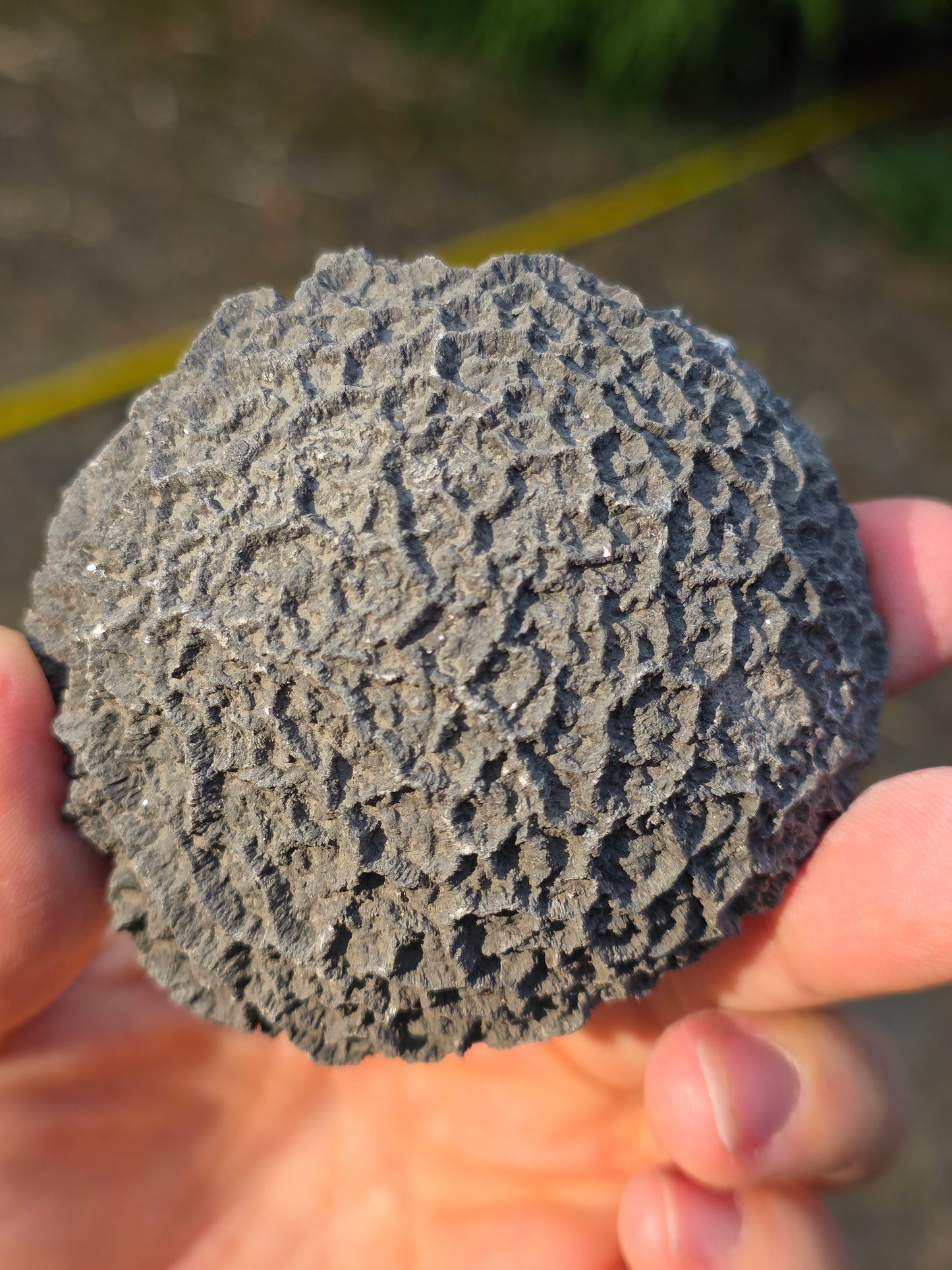 Septaria de la Drôme n°3