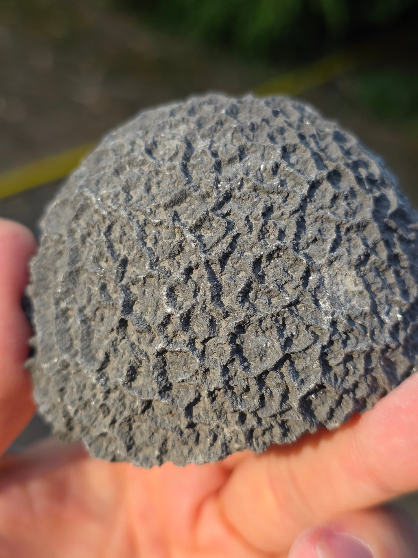 Septaria de la Drôme n°3