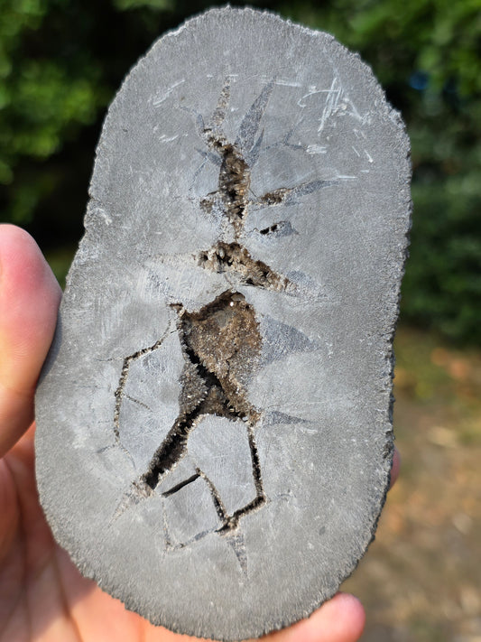 Septaria entière de la Drôme