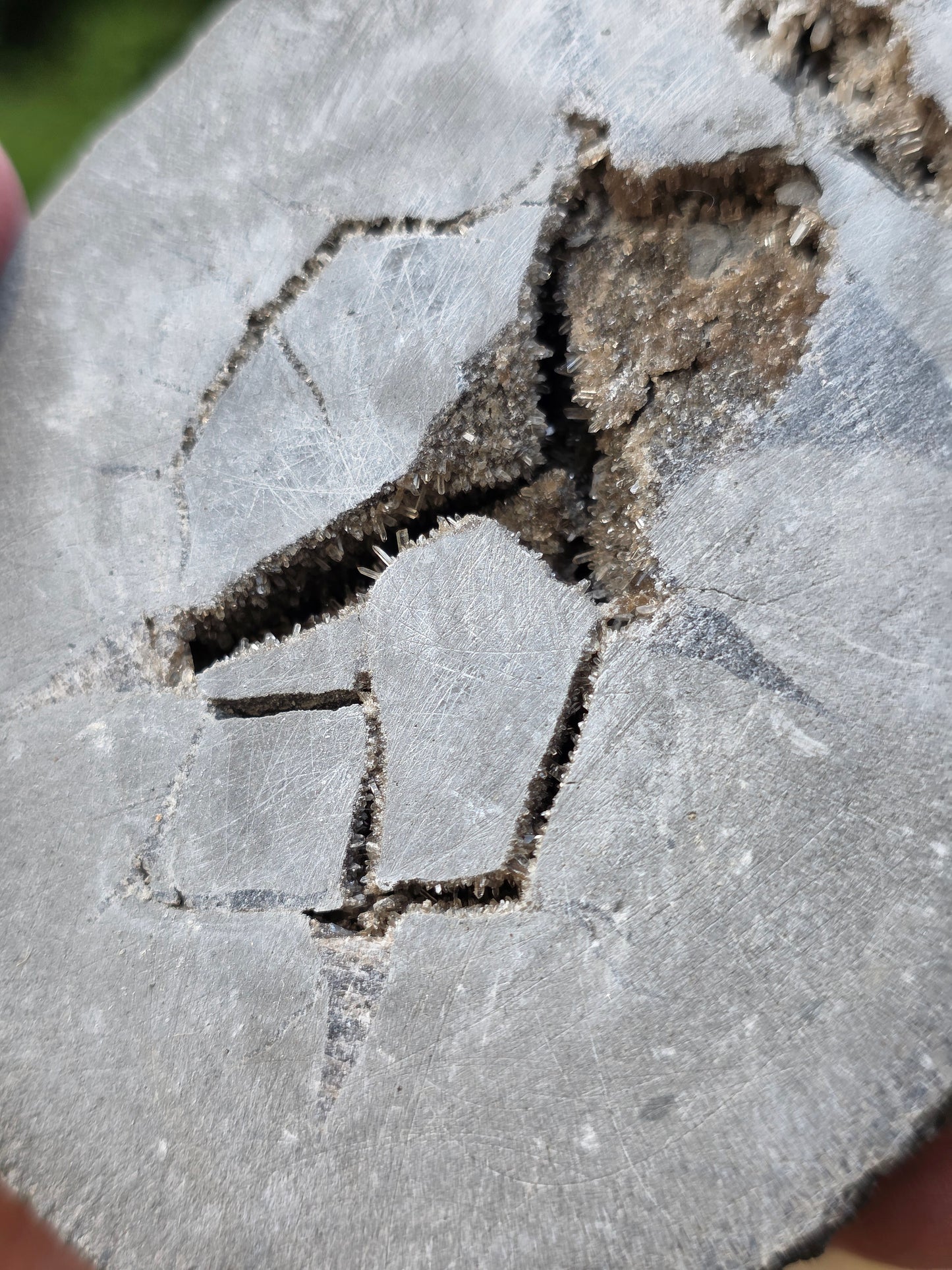 Septaria entière de la Drôme