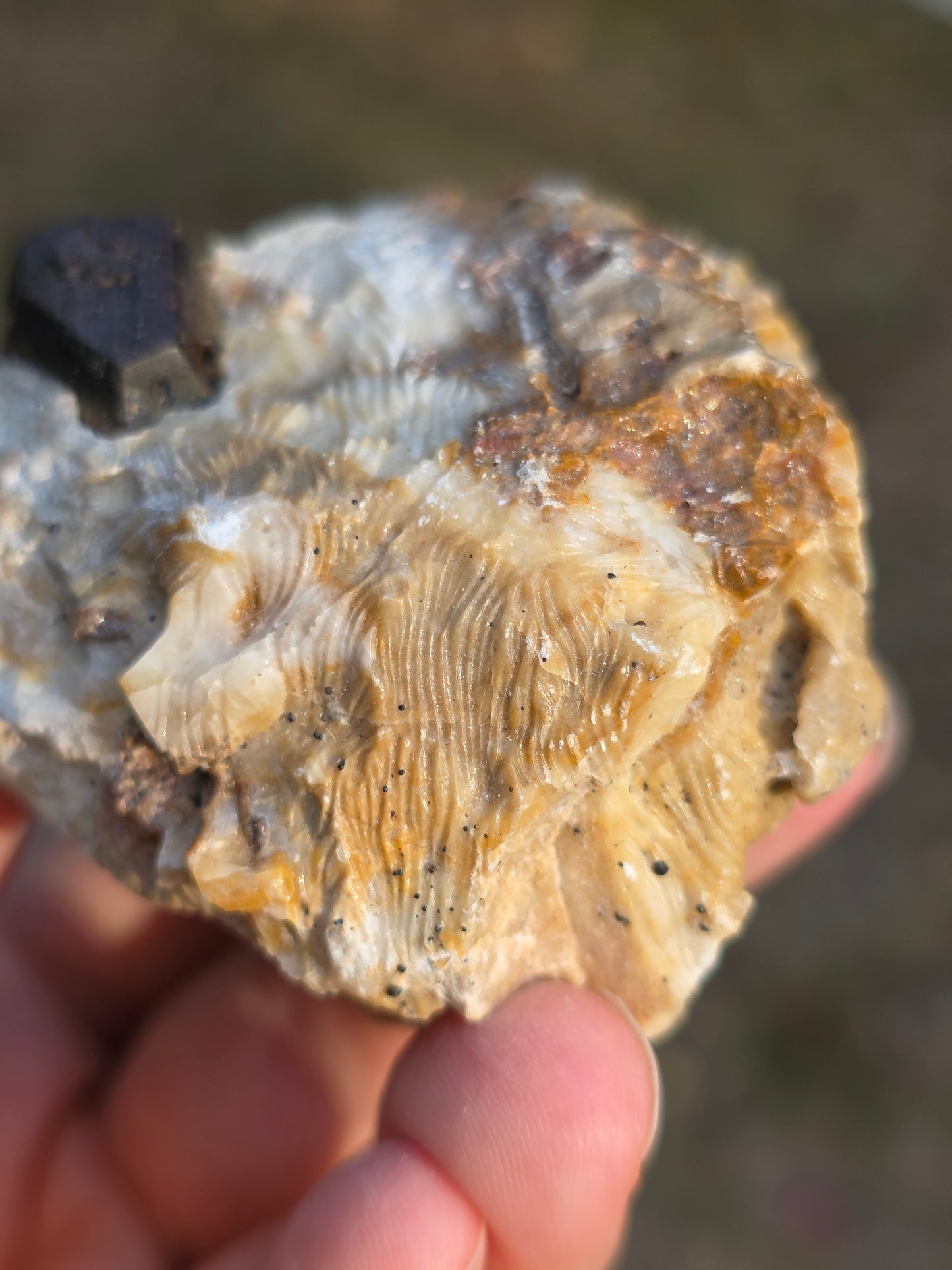 Pyrite du Pibeste (65) B