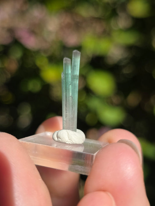 Tourmaline bicolore d'Afghanistan (à choisir)
