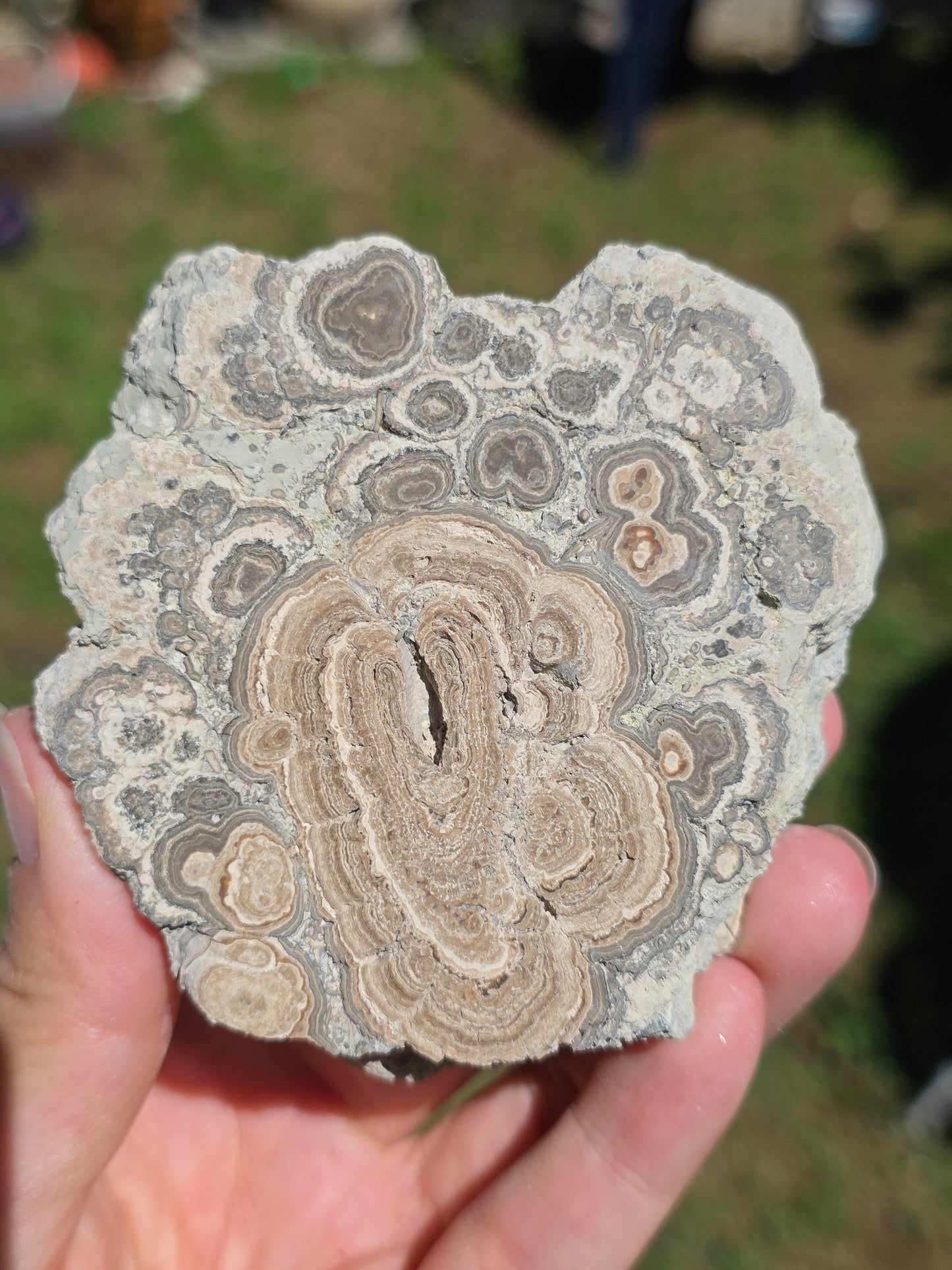 Stromatolite d'Auvergne A