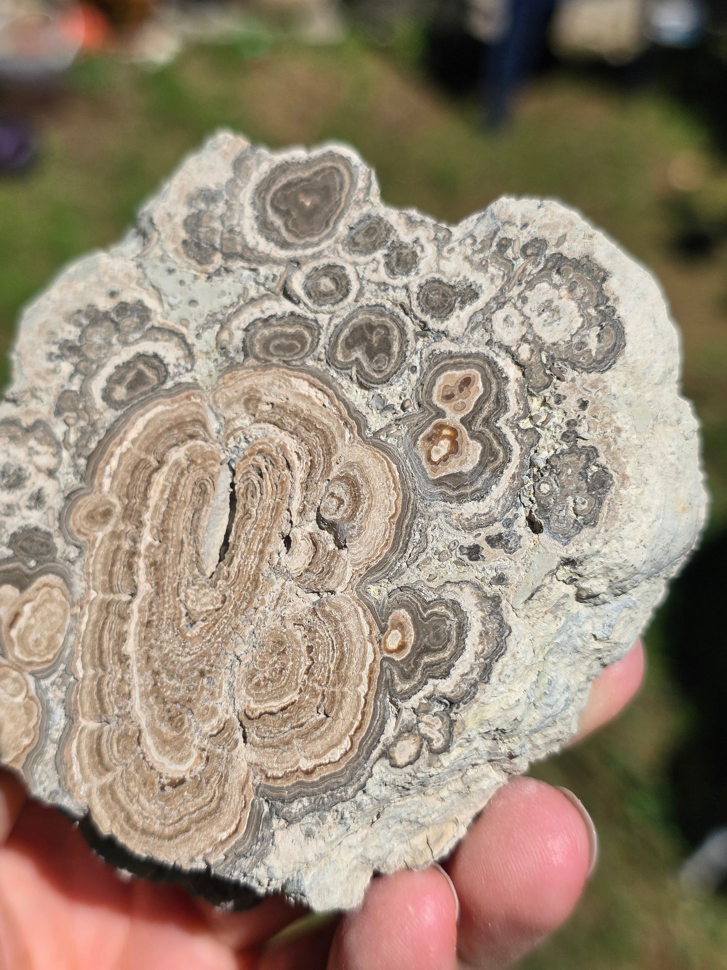 Stromatolite d'Auvergne A