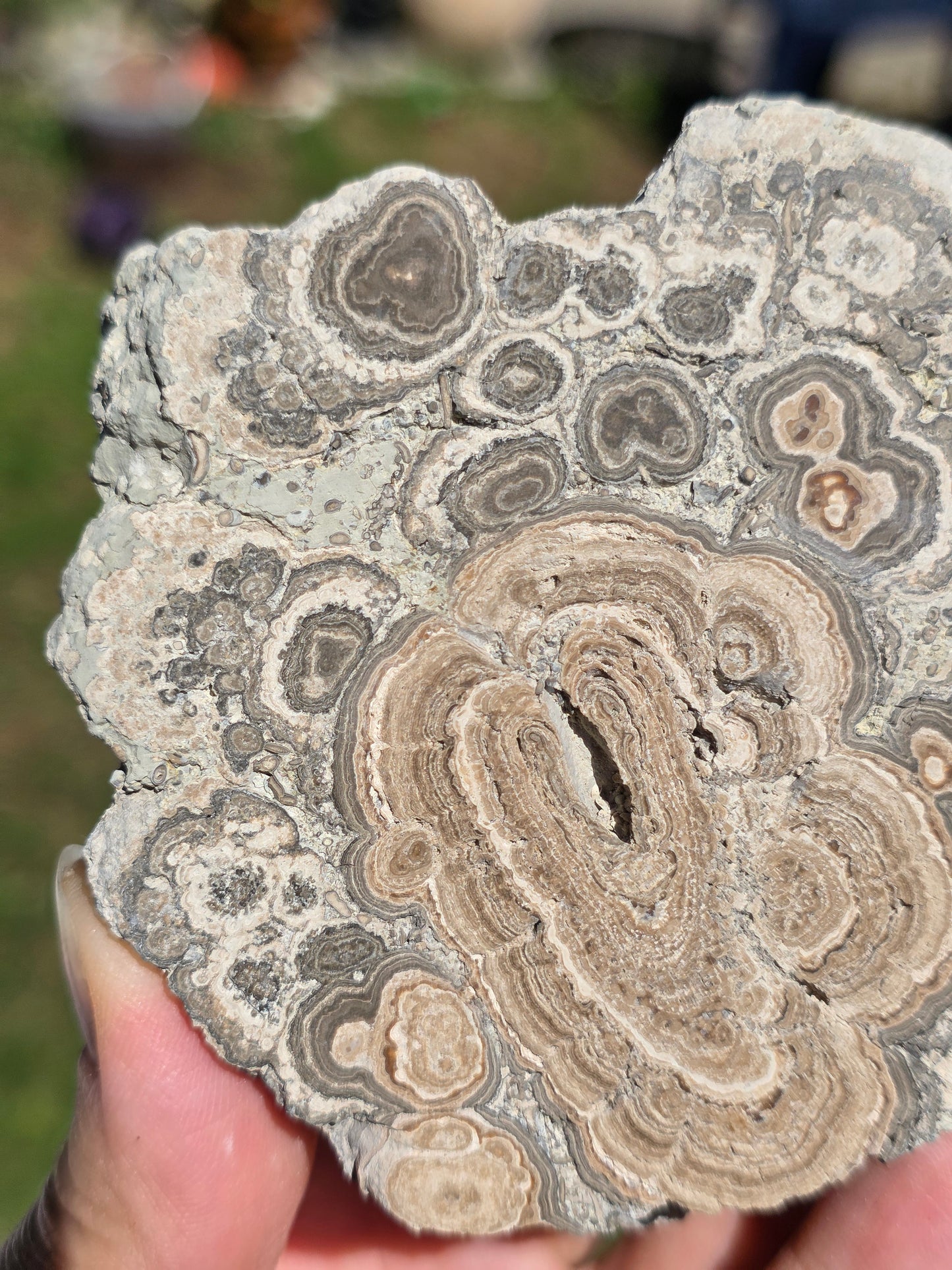 Stromatolite d'Auvergne A