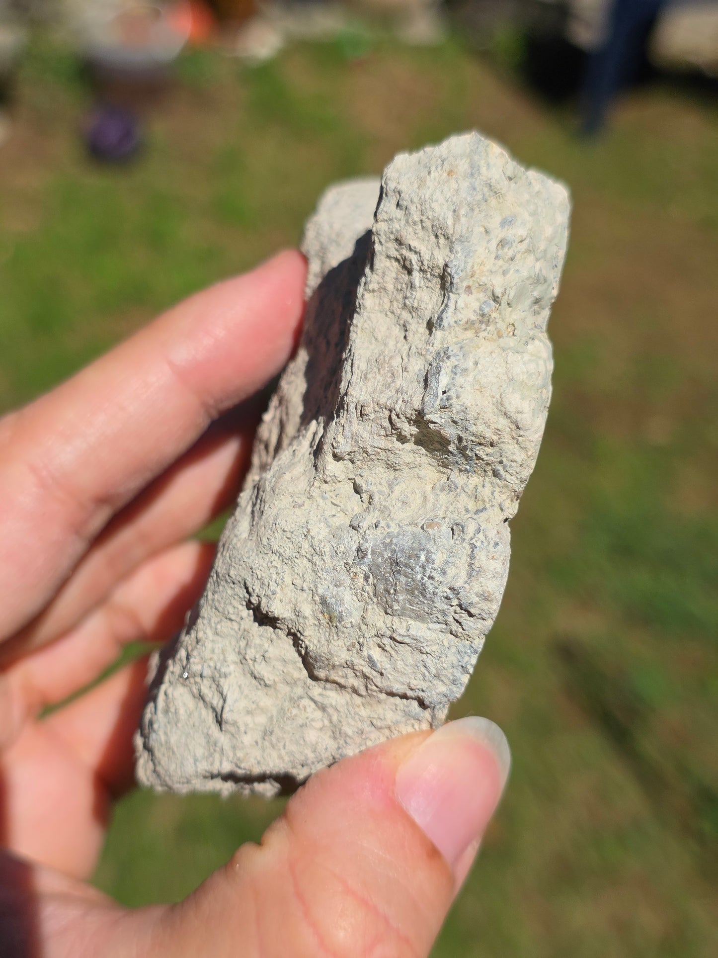 Stromatolite d'Auvergne A