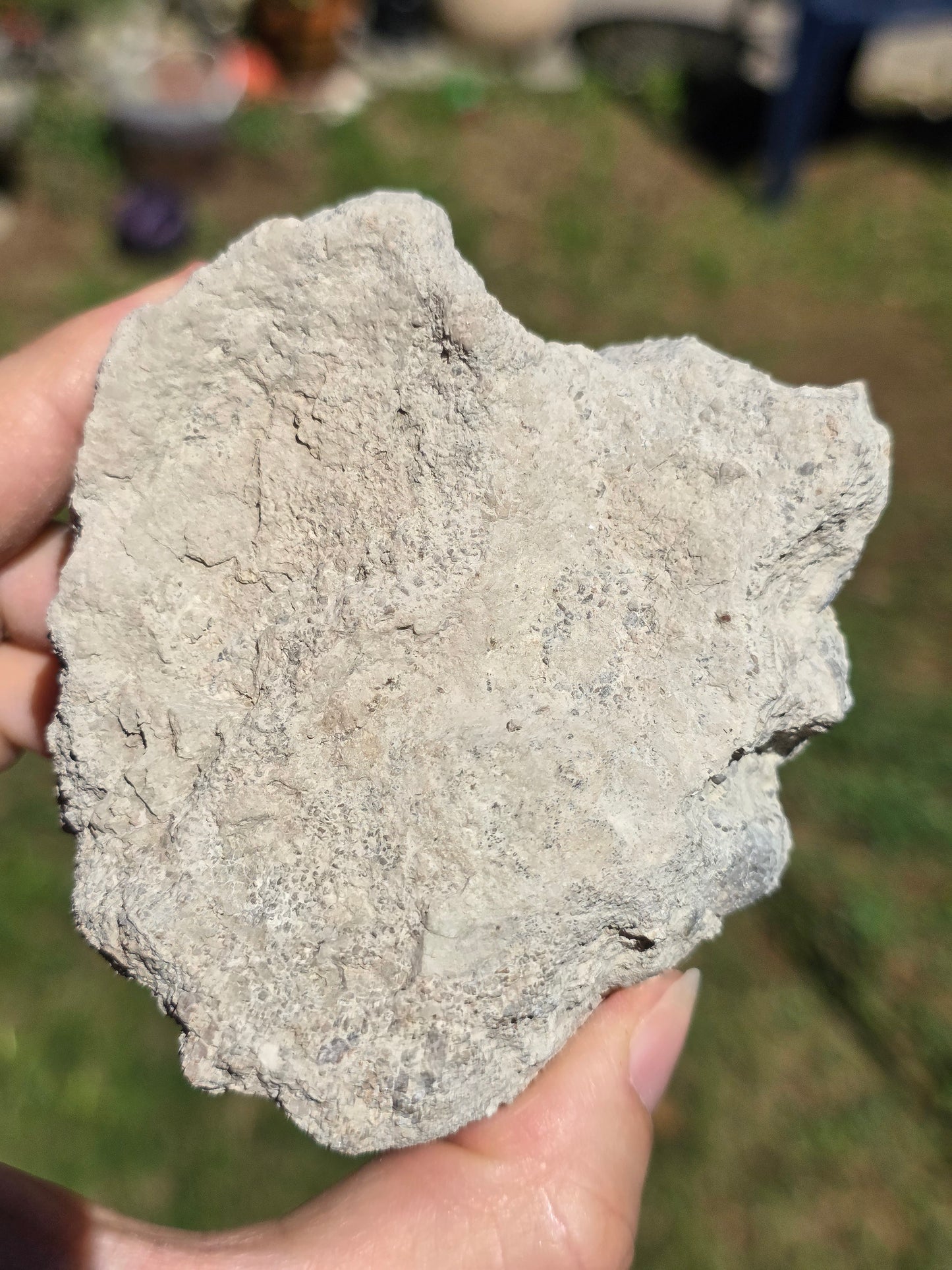 Stromatolite d'Auvergne A