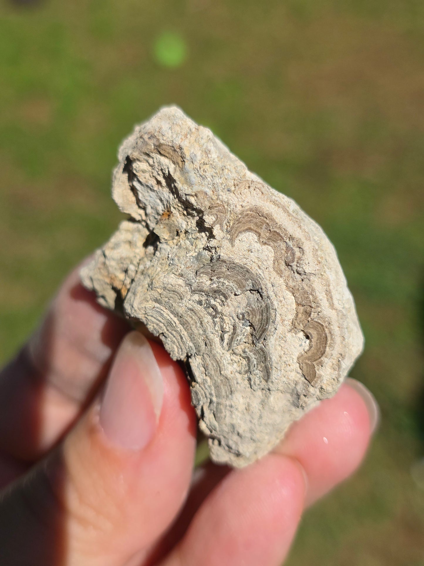 Stromatolite d'Auvergne C