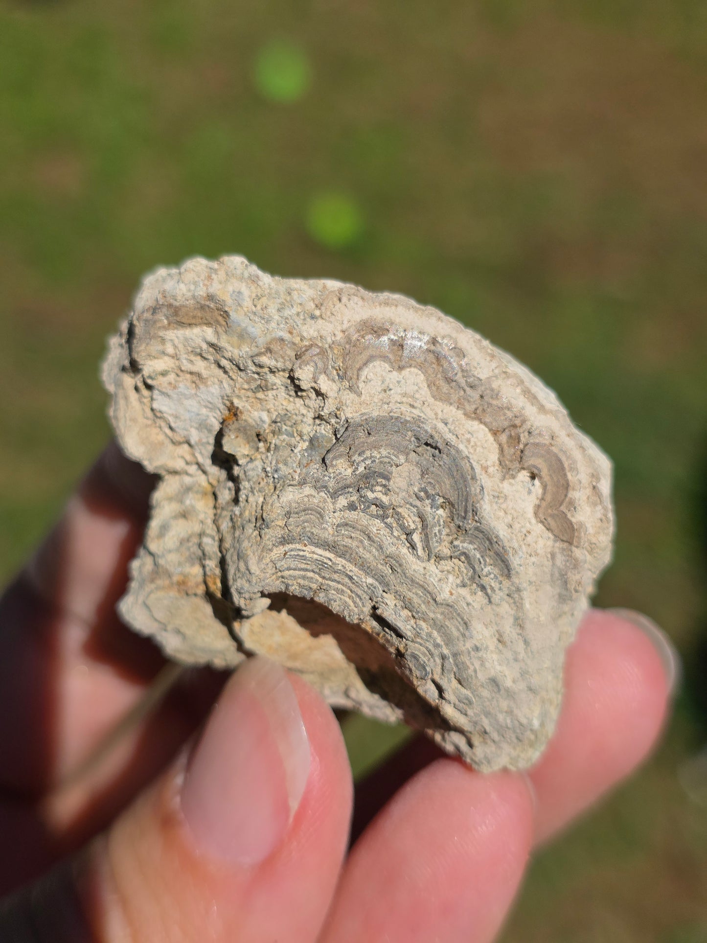 Stromatolite d'Auvergne C